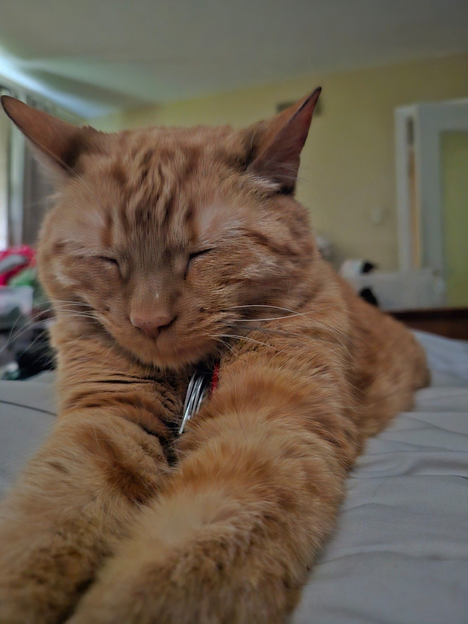 Orange tabby cat, eyes closed, paws stretched in front of her.