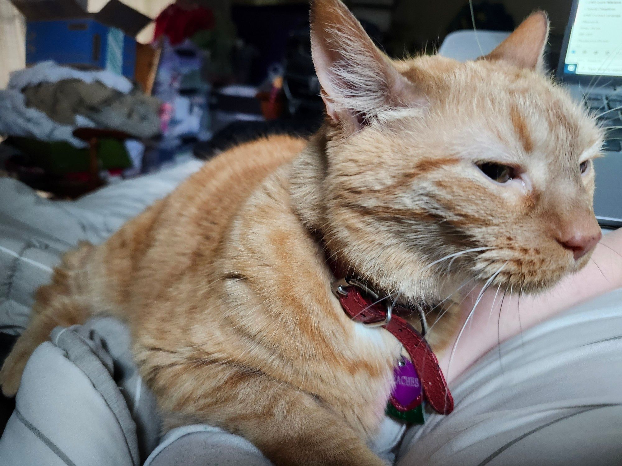 Peaches the orange tabby cat, full of love and purrs and snuggles.