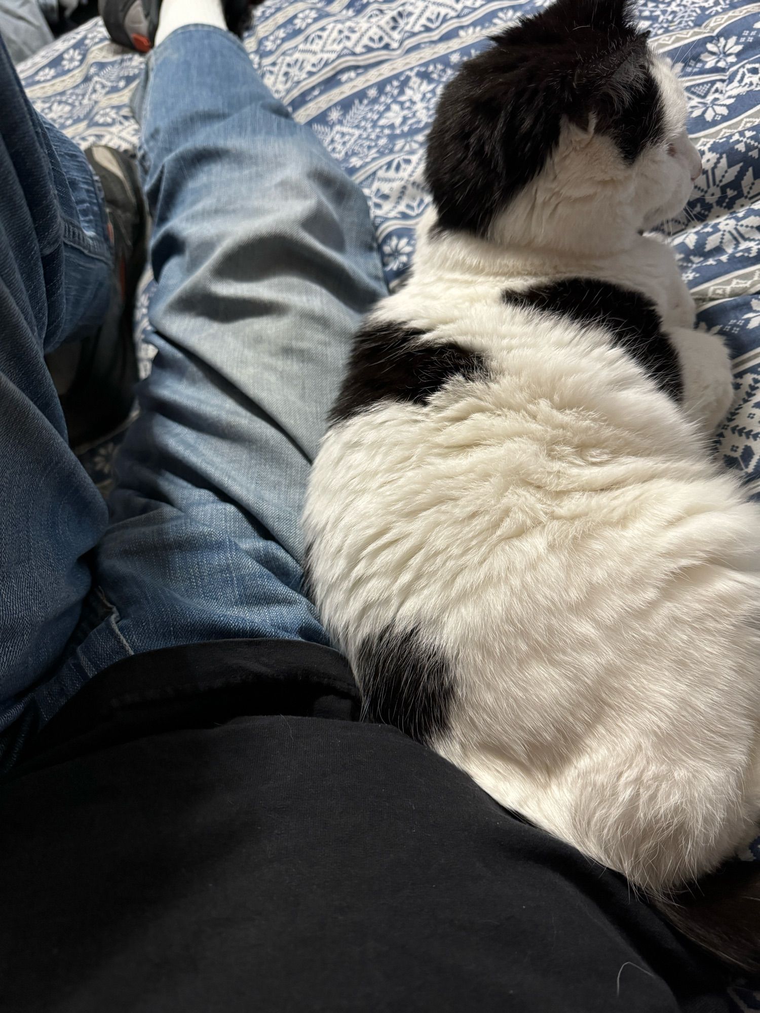 BLACK AND WHITE CAT LEANS AGAINST A PERSON’S LEG.