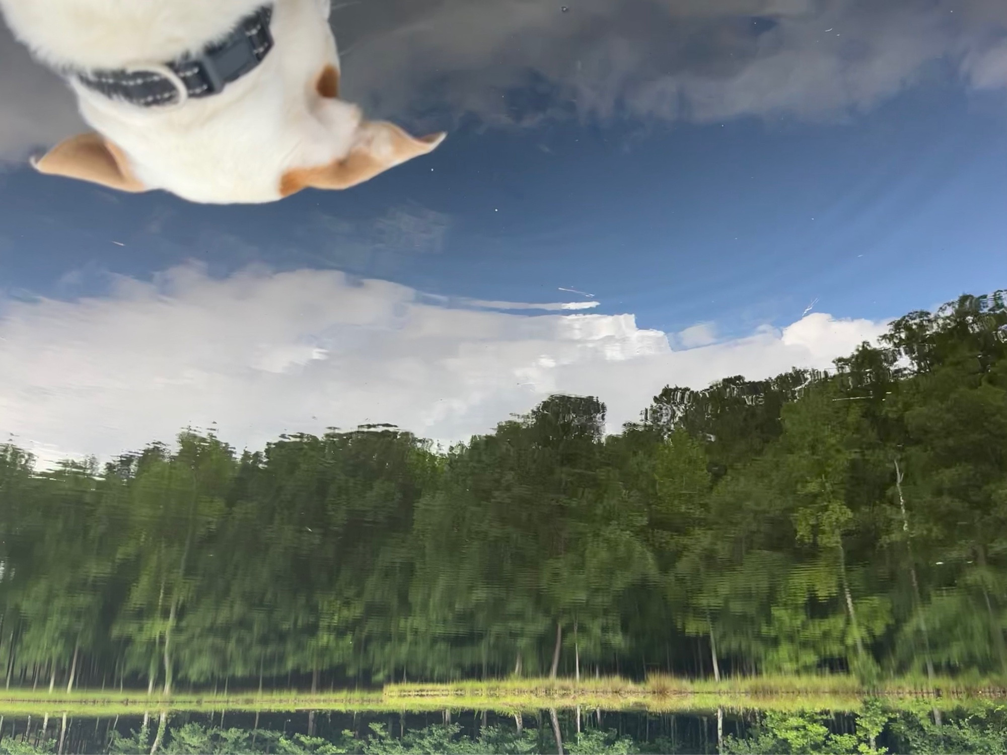 A flipped pic of a dog looking over a pond so that the dog is at the top of the frame. Caption is “DOG looking down from the heavens.”