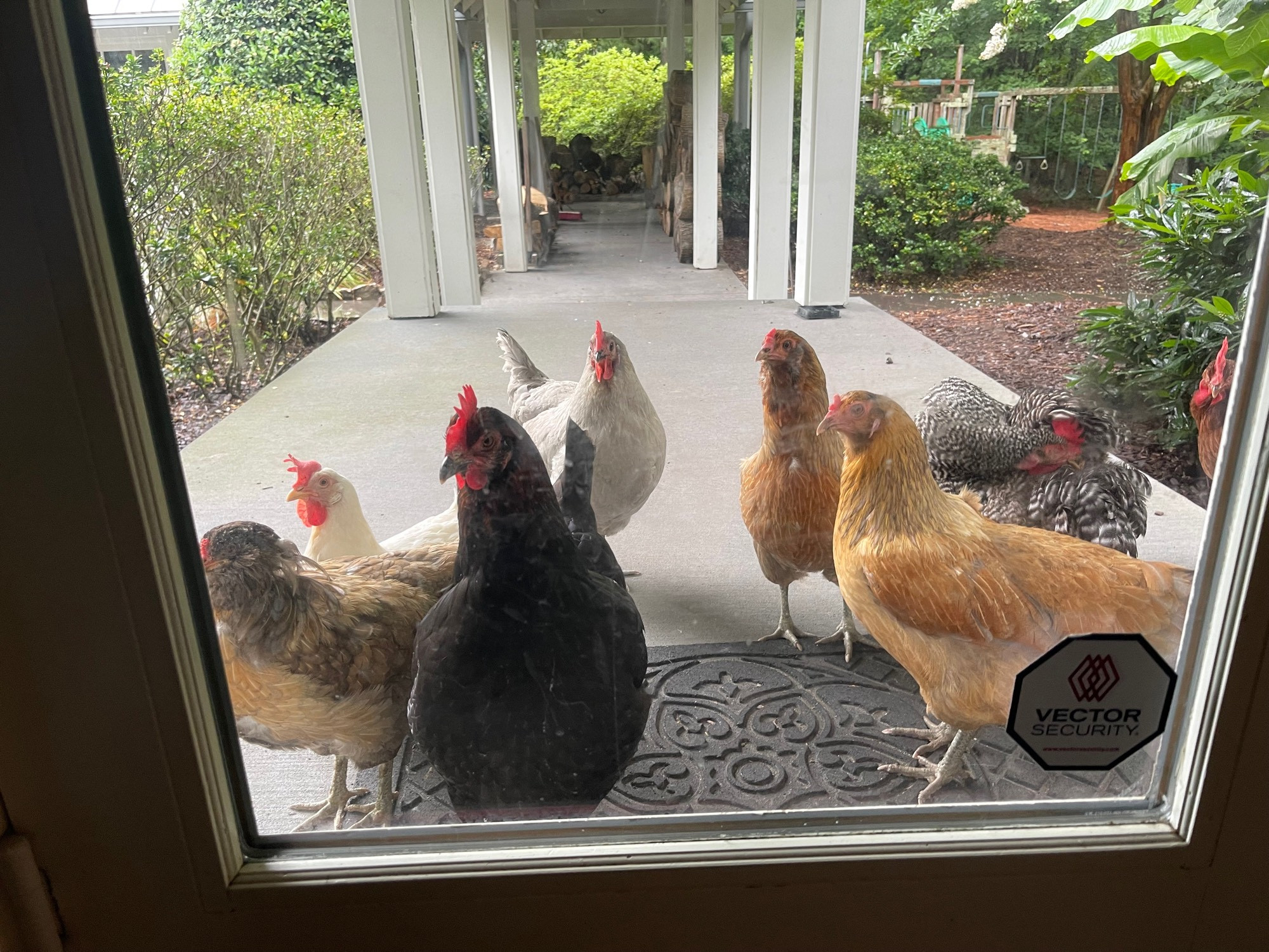 Forlorn chickens looking through my door in the rain 