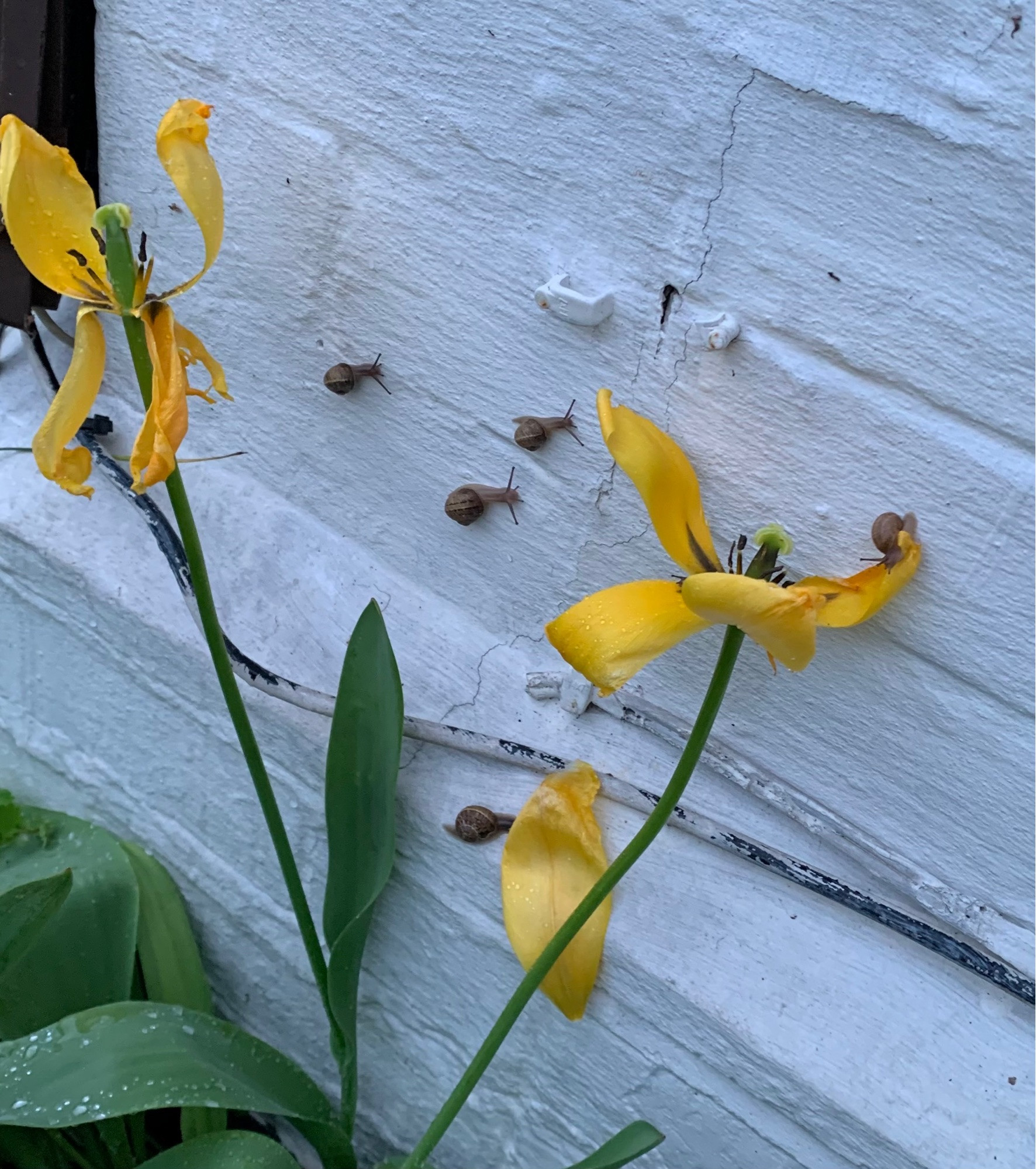 A picture of a wall and some flowers in front of it. In the middle of the picture there are three snails close together and travelling in the same direction, like they could be in a military arrow formation.