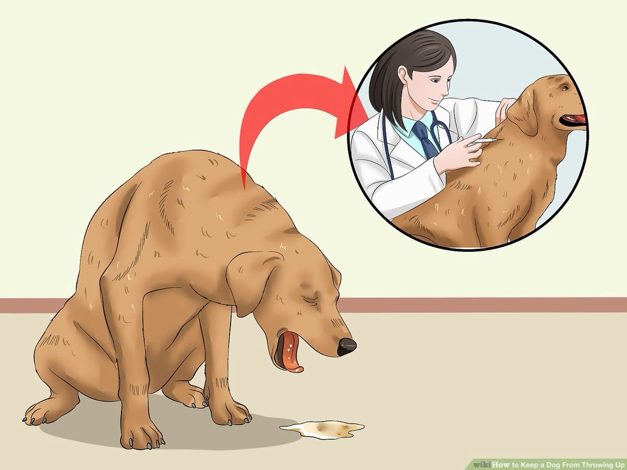 Wikihow graphic of dog vomiting and being examined by the vet