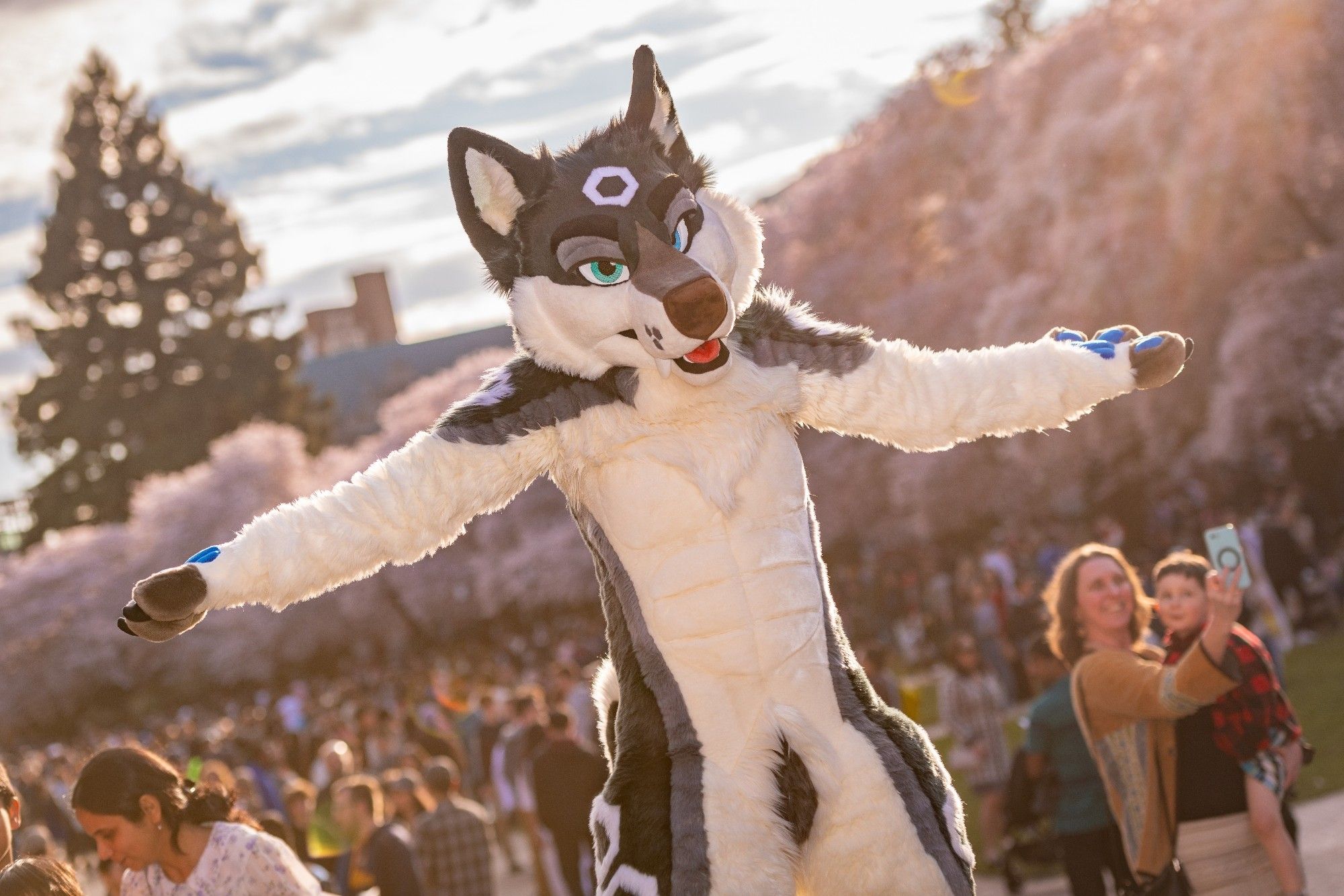 Hex Husky at Cherry Blossoms