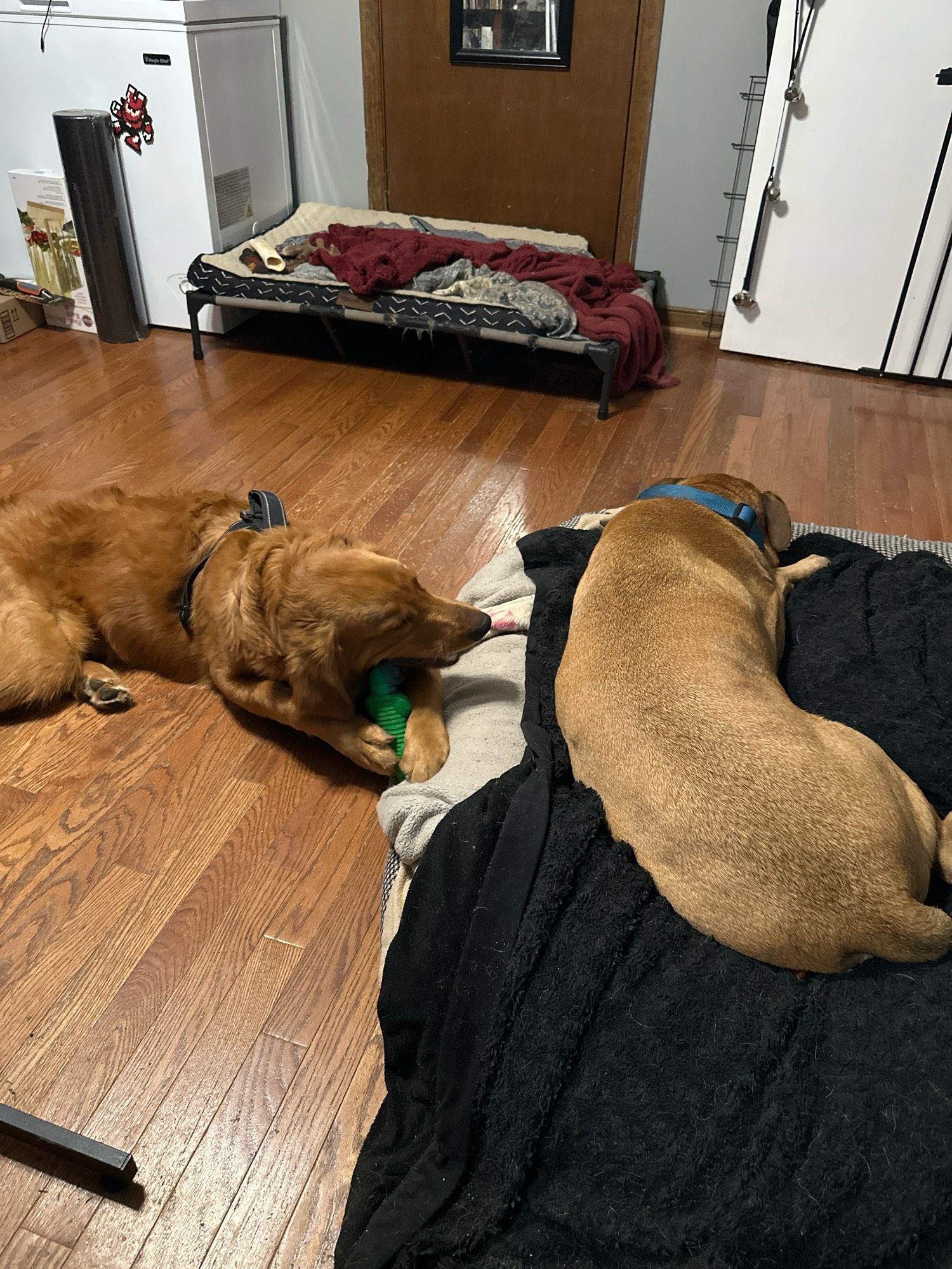 A picture of both our fur babies.  The puppy on the left is cracked out and full of energy, while our older pup on the right is already done with today 😂