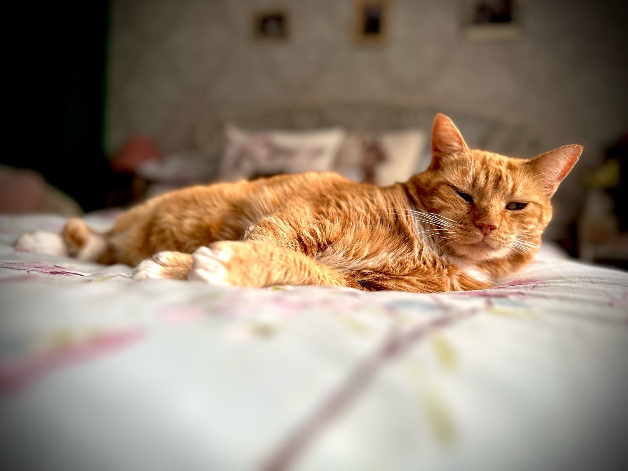 Howard lounging on the bed like one of my French girls I take pictures of and who look at me in equal disgust.