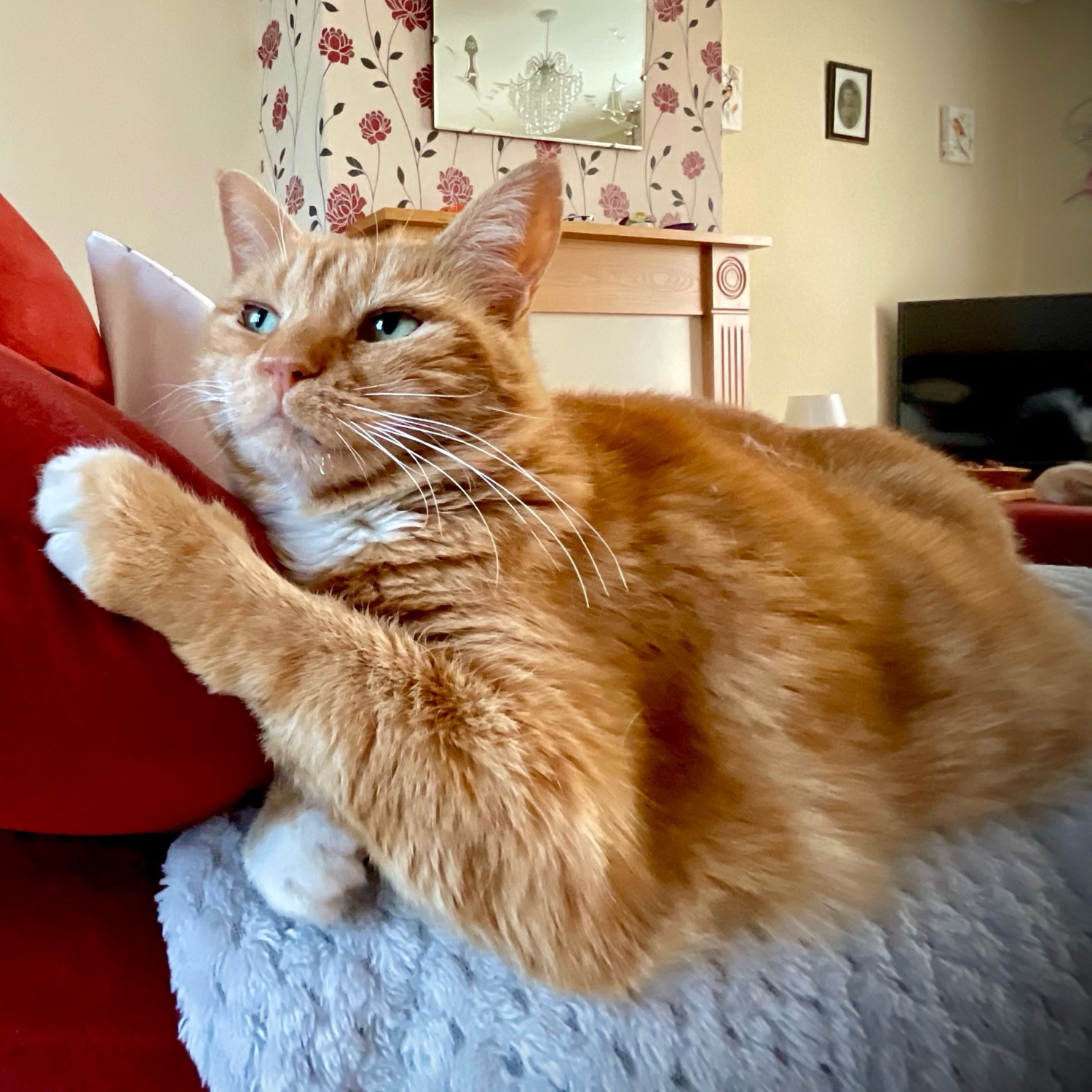 Howard the cat looking off into the distance while perched on a chair arm.