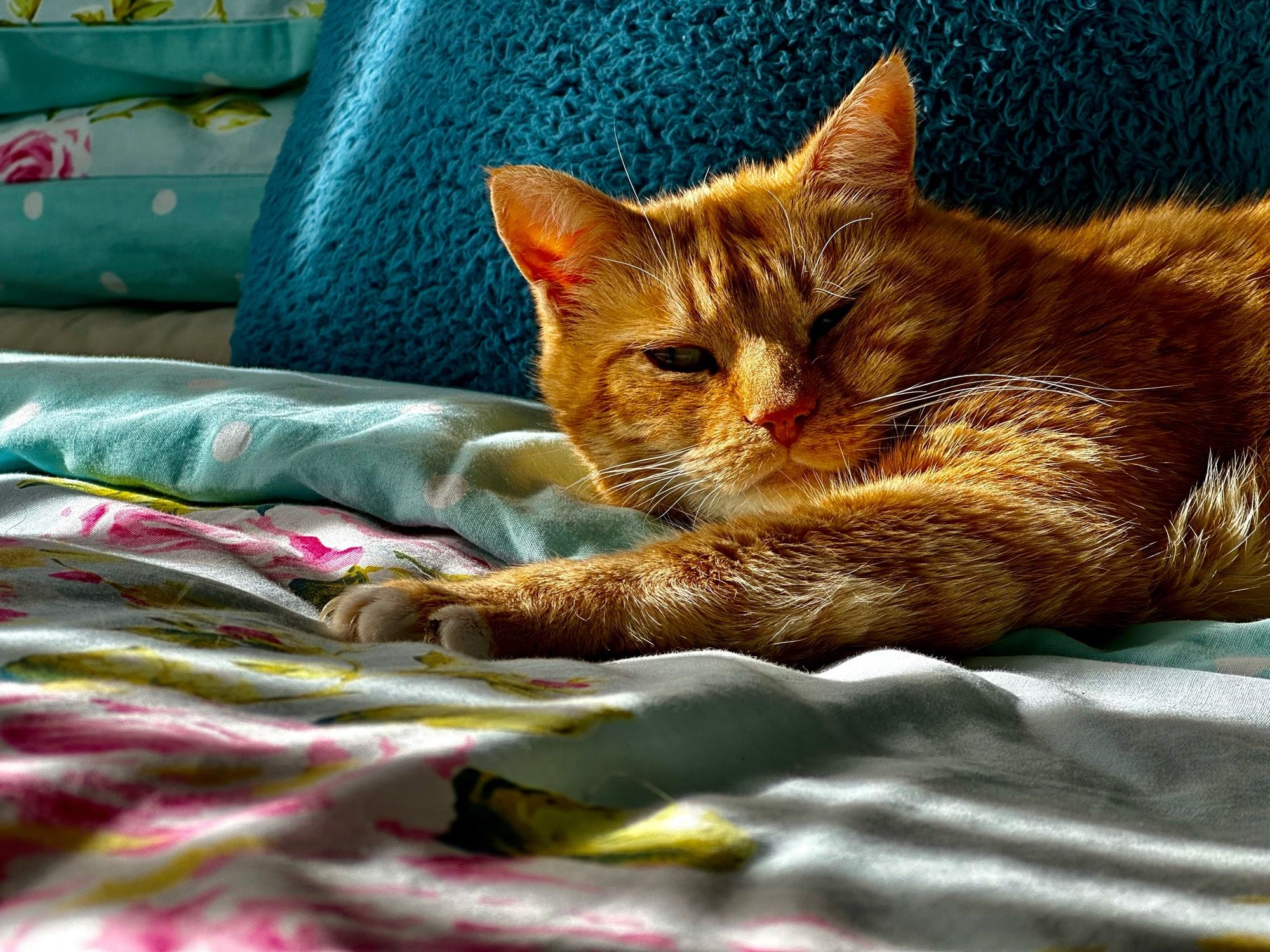 Howard bathed in stripped sun as it pours through the blinds. As is the case with cats his look is pure distain for waking him mid snooze.