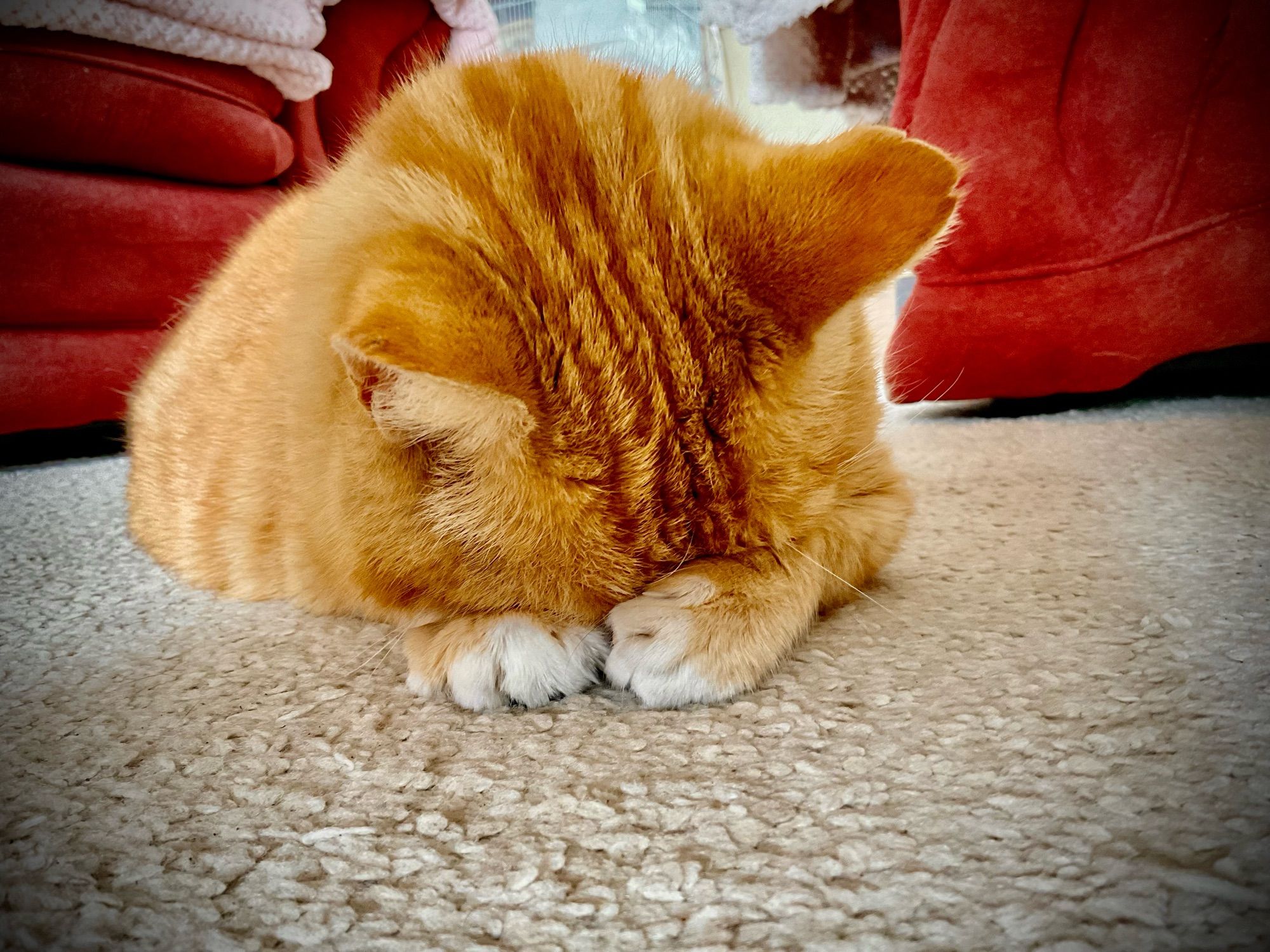 Howard the cat with his face buried in his paws in an attempted loaf.