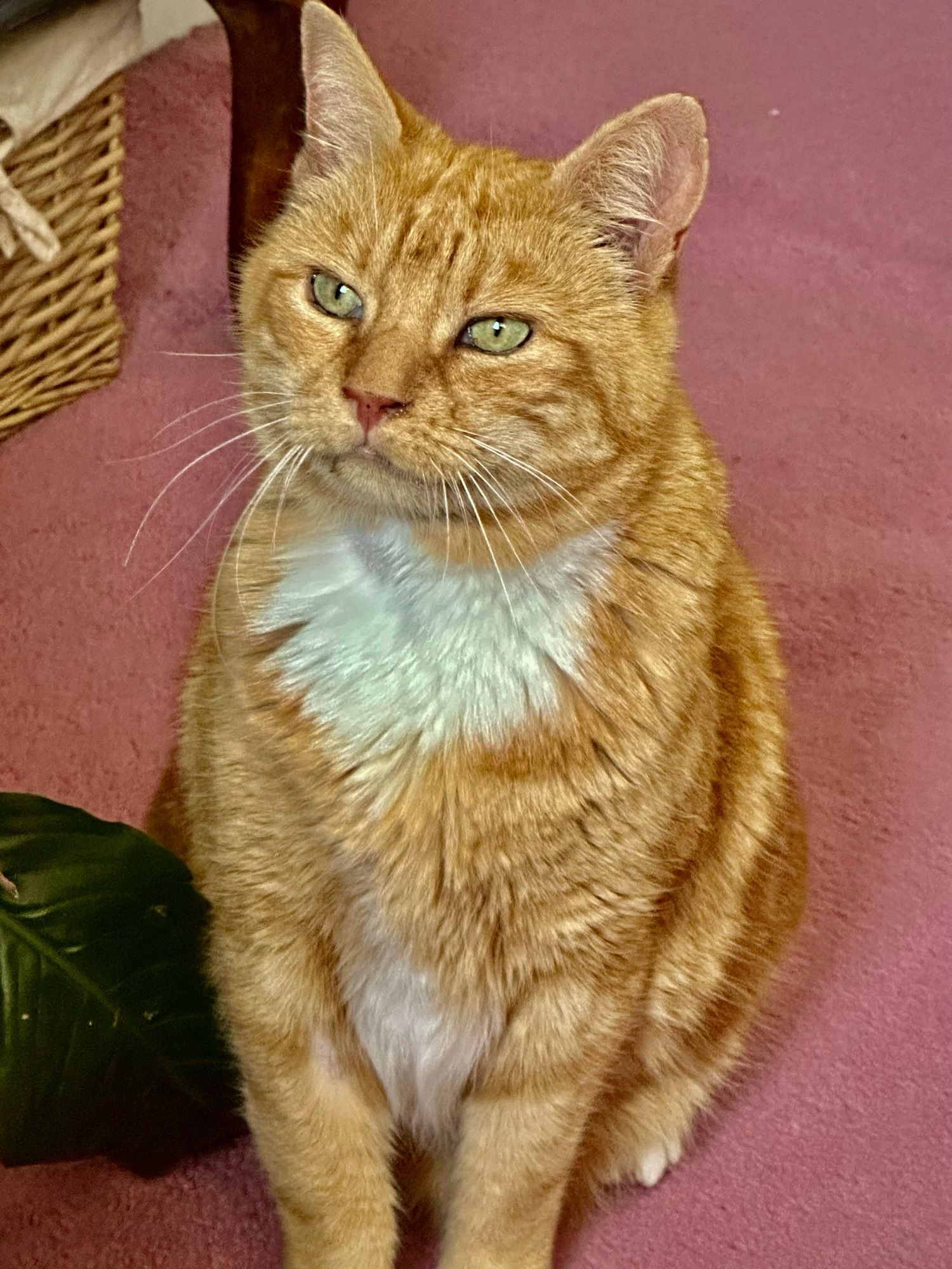 Howard for once not asleep, sitting upright and probably about to ask for food, or just sitting there contemplating the nature of existence, or plotting to piss up the wall in the hallway for no reason.