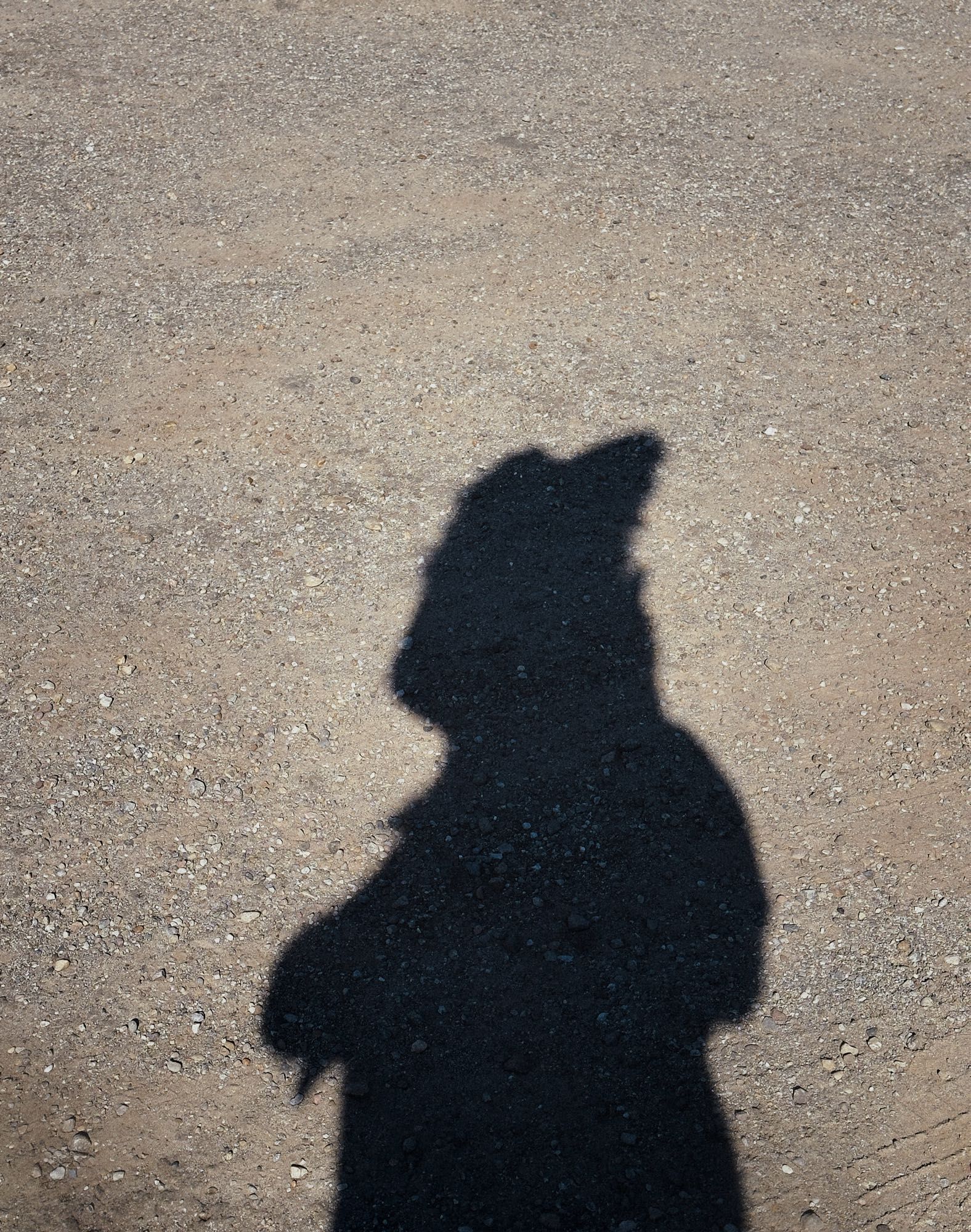 Korr’s shadow while walking through a parking lot