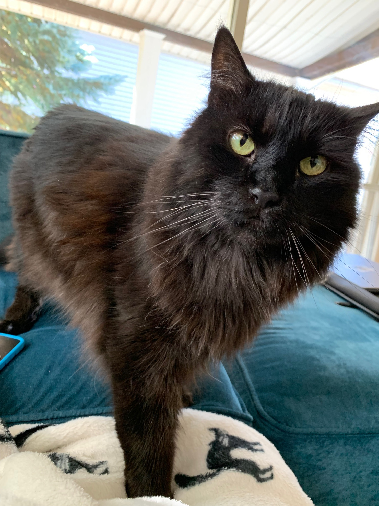 A photo of an 11 year old fluffy black cat standing on a blue couch, he has one foot on a white blanket that is covered in “spooky” black cats. He is staring intently at the camera awaiting his birthday wishes. 