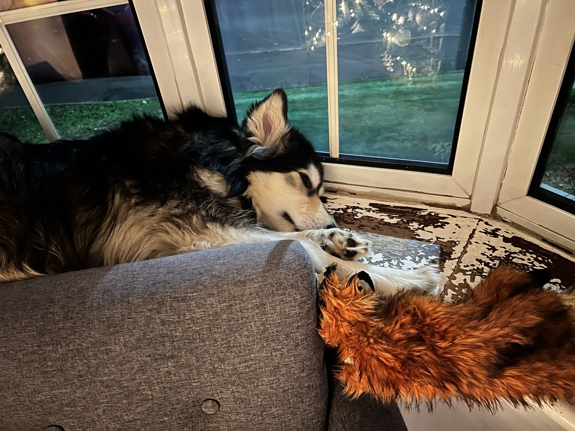 My dog tempest sleeping in the window cill