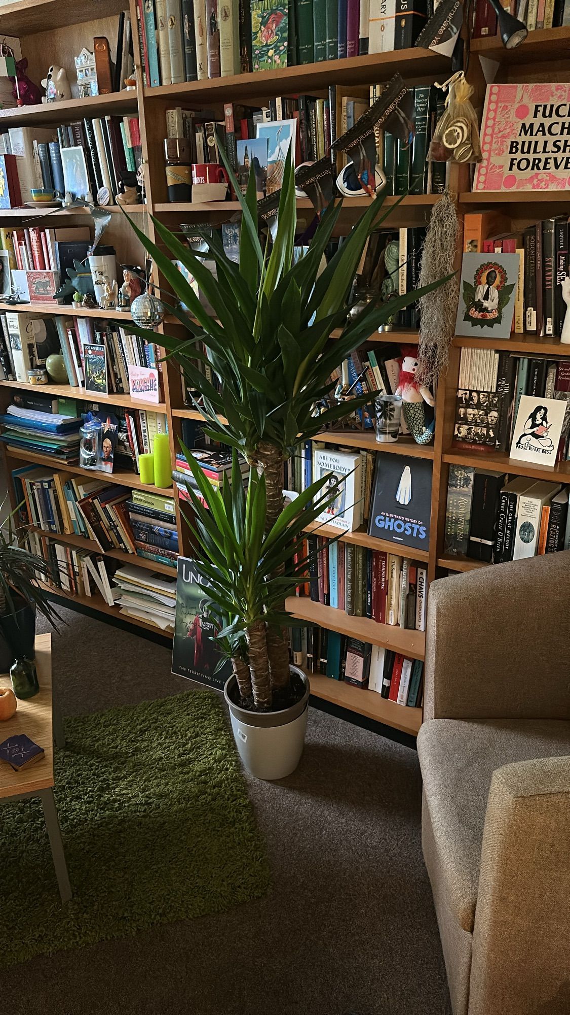 My new very tall yucca