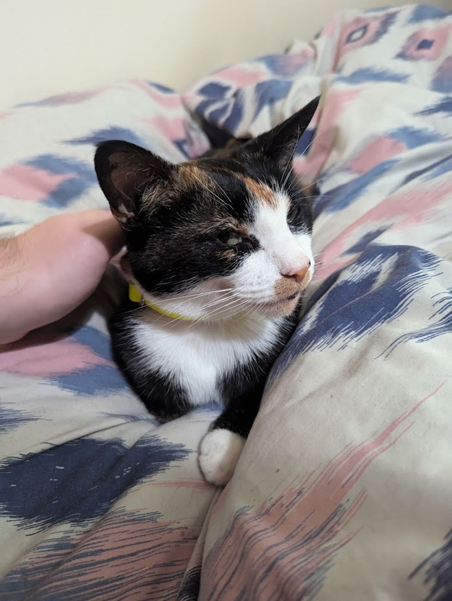 A cat sat on a bed, with black, orange and white fur. She is relaxed.