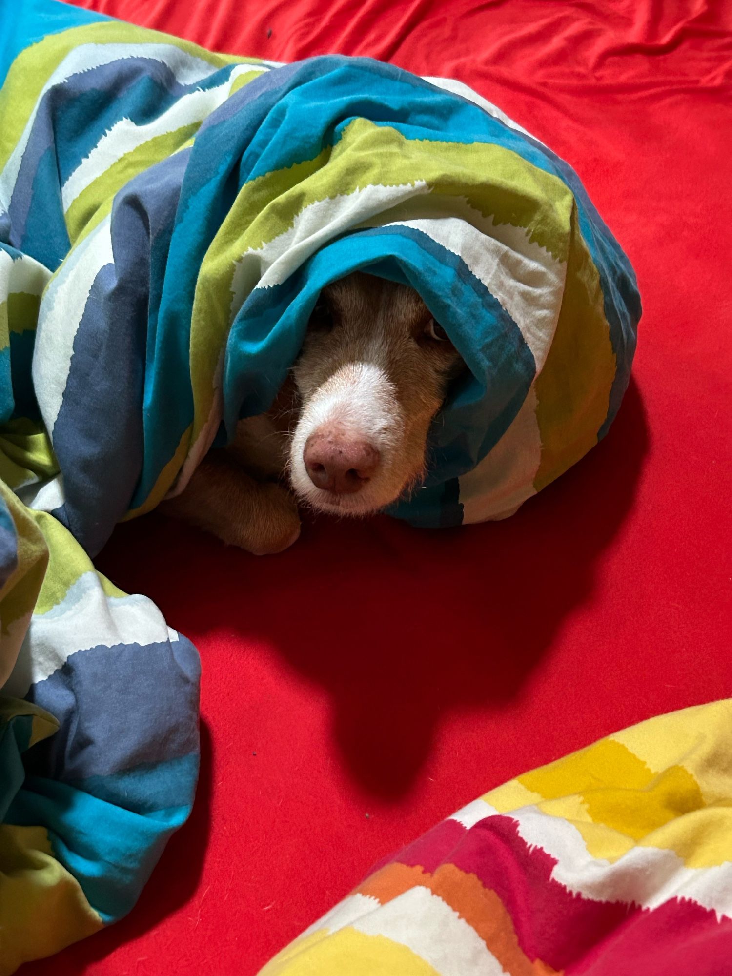 man sieht nur knapp den Kopf unseres Hundes, er hat sich selber in die Decke eingewickelt.