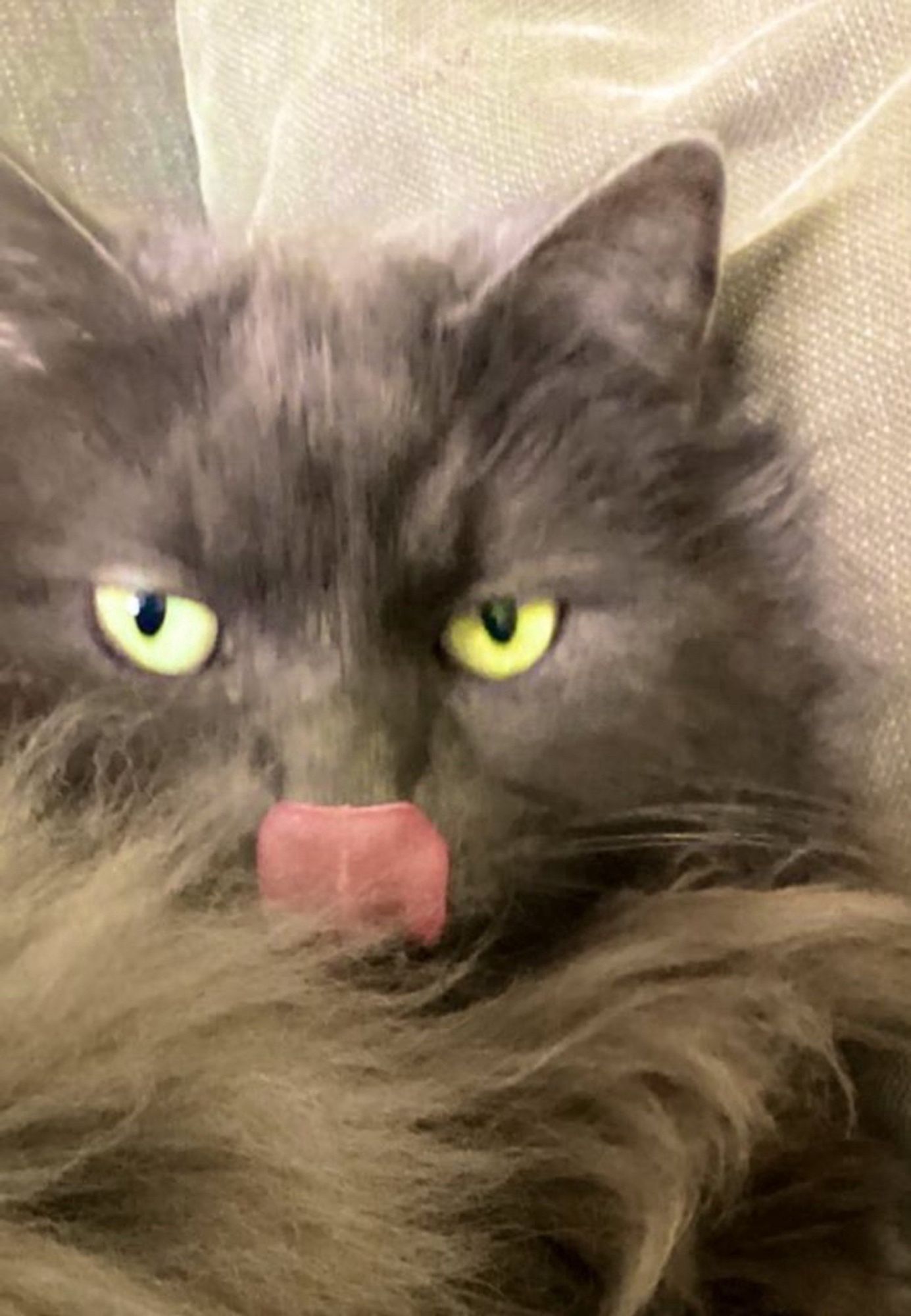 Happy Tongueouttuesday everyone!😺😽💖