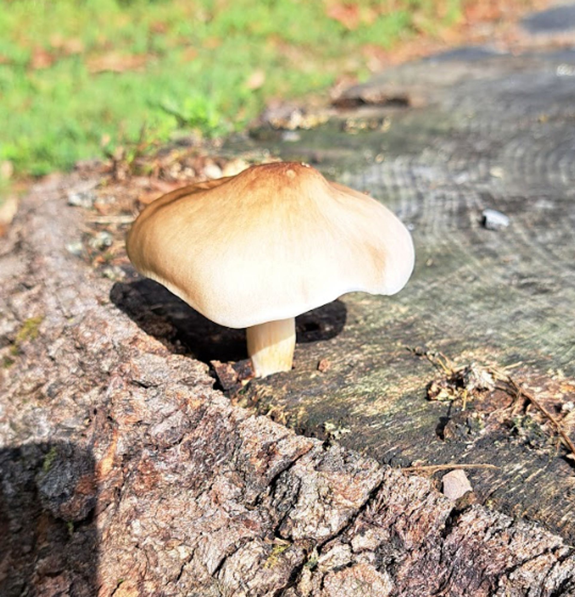 beige mushroom growing on a tree stump. mushroom cap is lightest at the edges, nearly brown in the center.