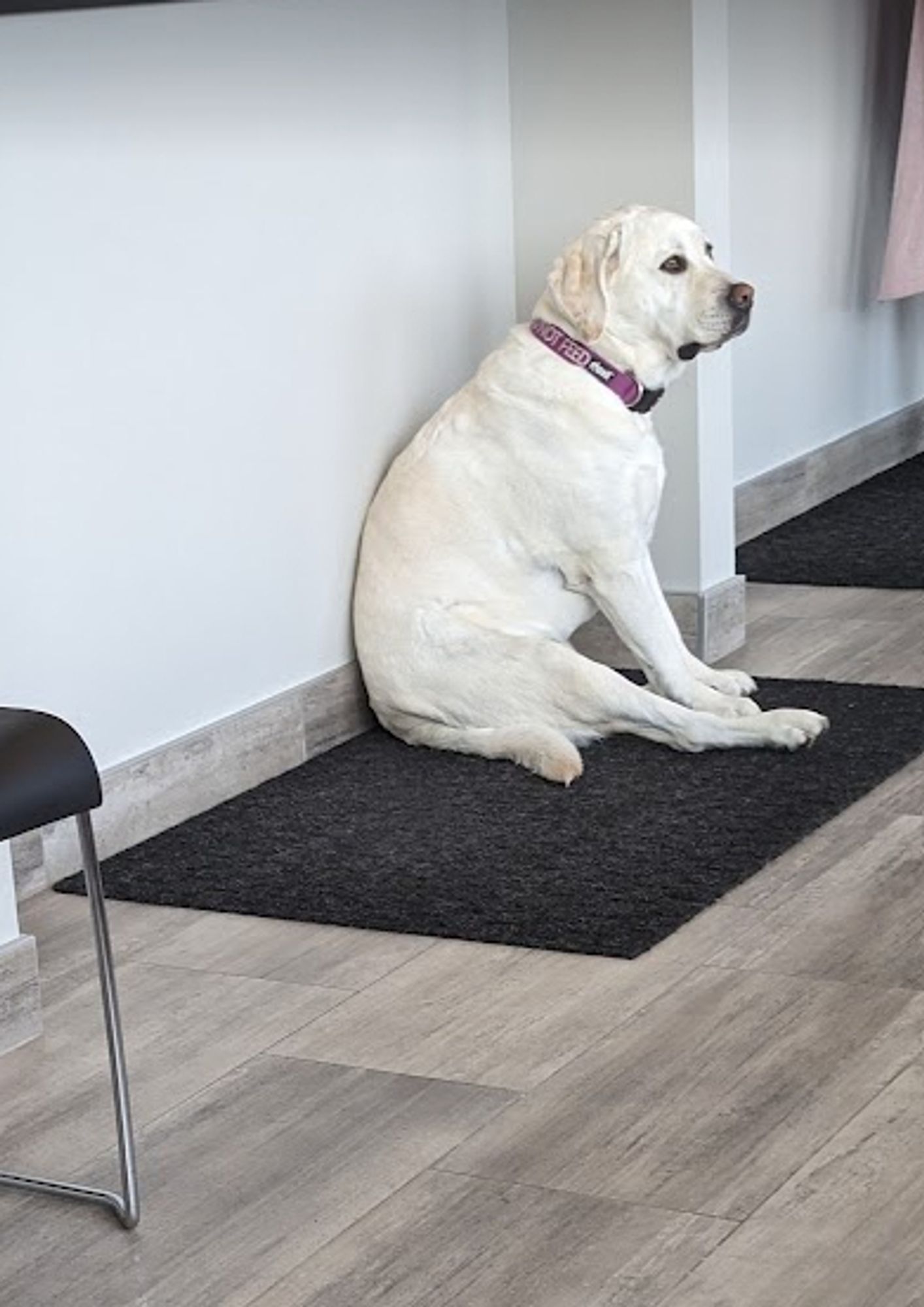 Image of a light yellow lab dog sitting on its butt like a human, looking forlorn and wearing a purple collar that says DO NOT FEED