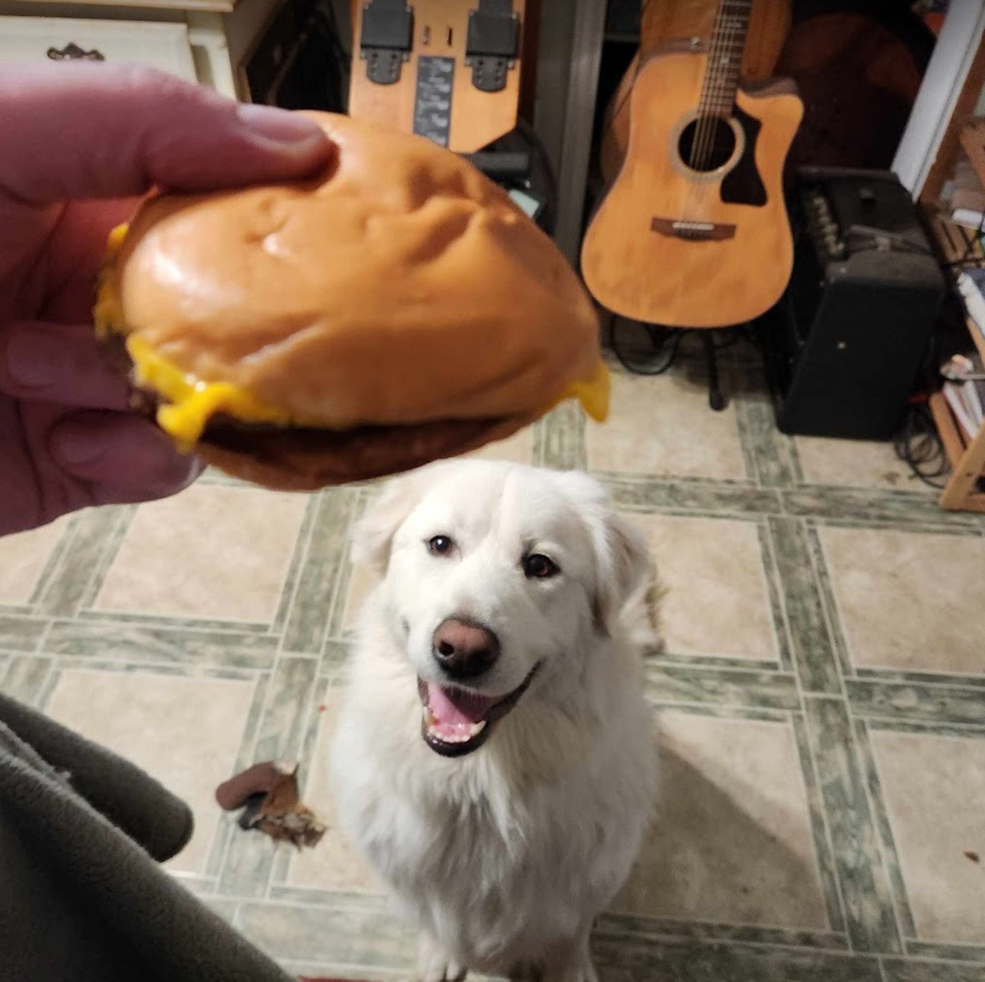 A hand holding a cheeseburger above a white fluffy dog who is smiling and waiting patiently for his burger