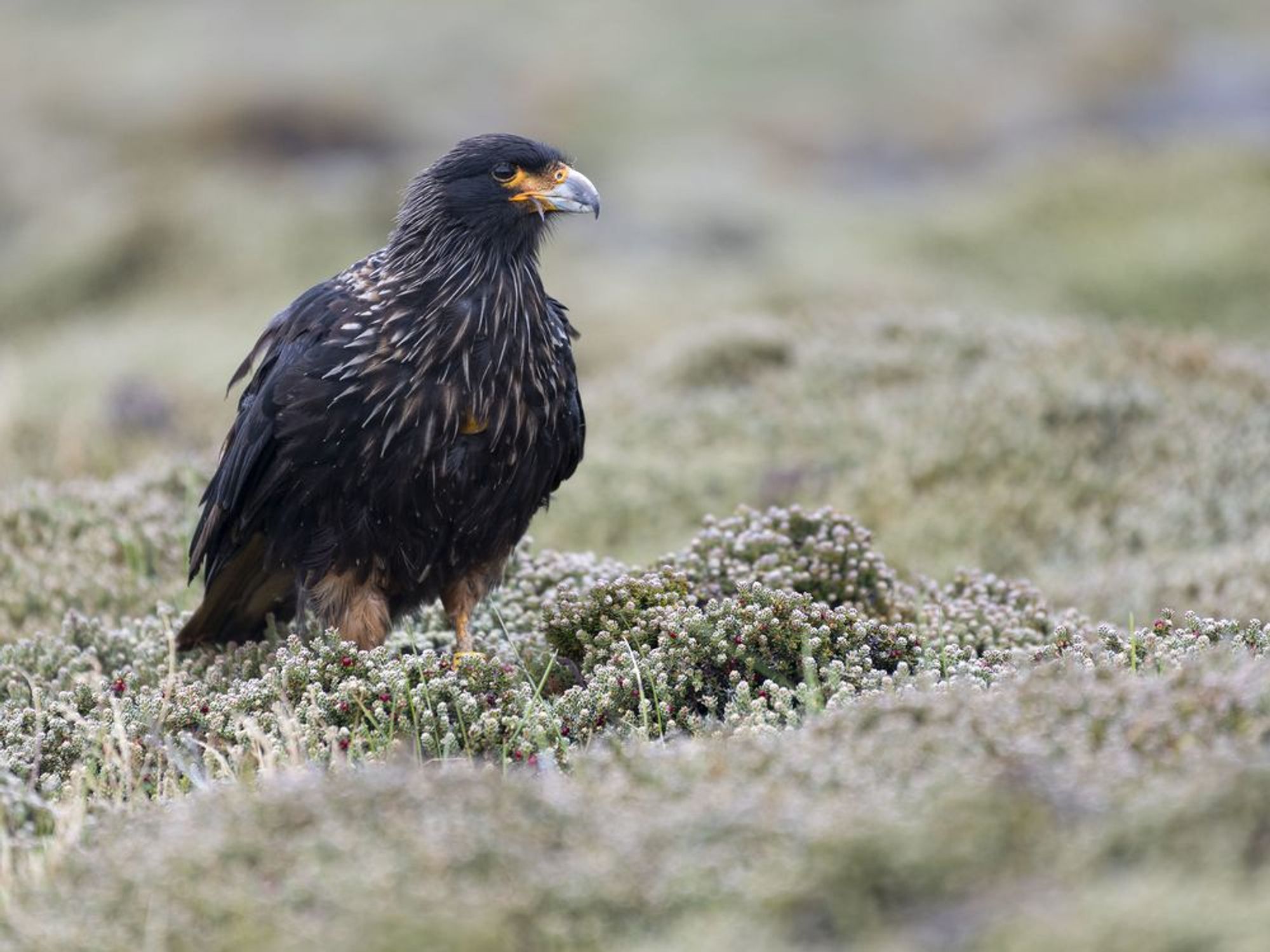 a striated caracara -- a large, dark-colored falcon that lives on the outer Falkland Islands and the southern tip of South America