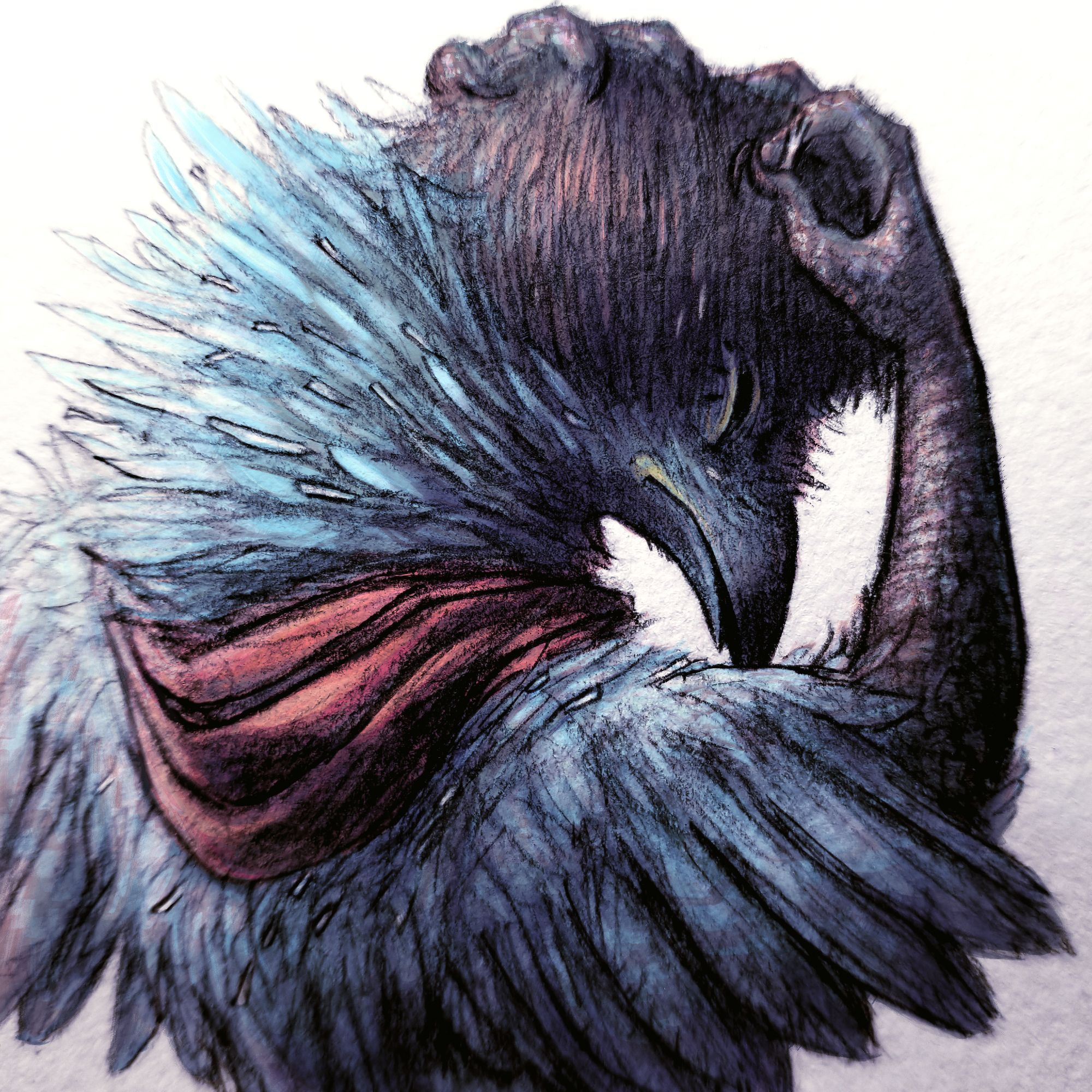 traditional drawing colored digitally of anthro cuckoo bird Instar. he has blue feathers and black bob hair, wearing a red wrapping around his neck. his feathers are full of pinfeathers and he is squinting trying to pick one from under his hair open. his arms are black and clawed. the lighting is a distant cool white and the face detail is in shadow