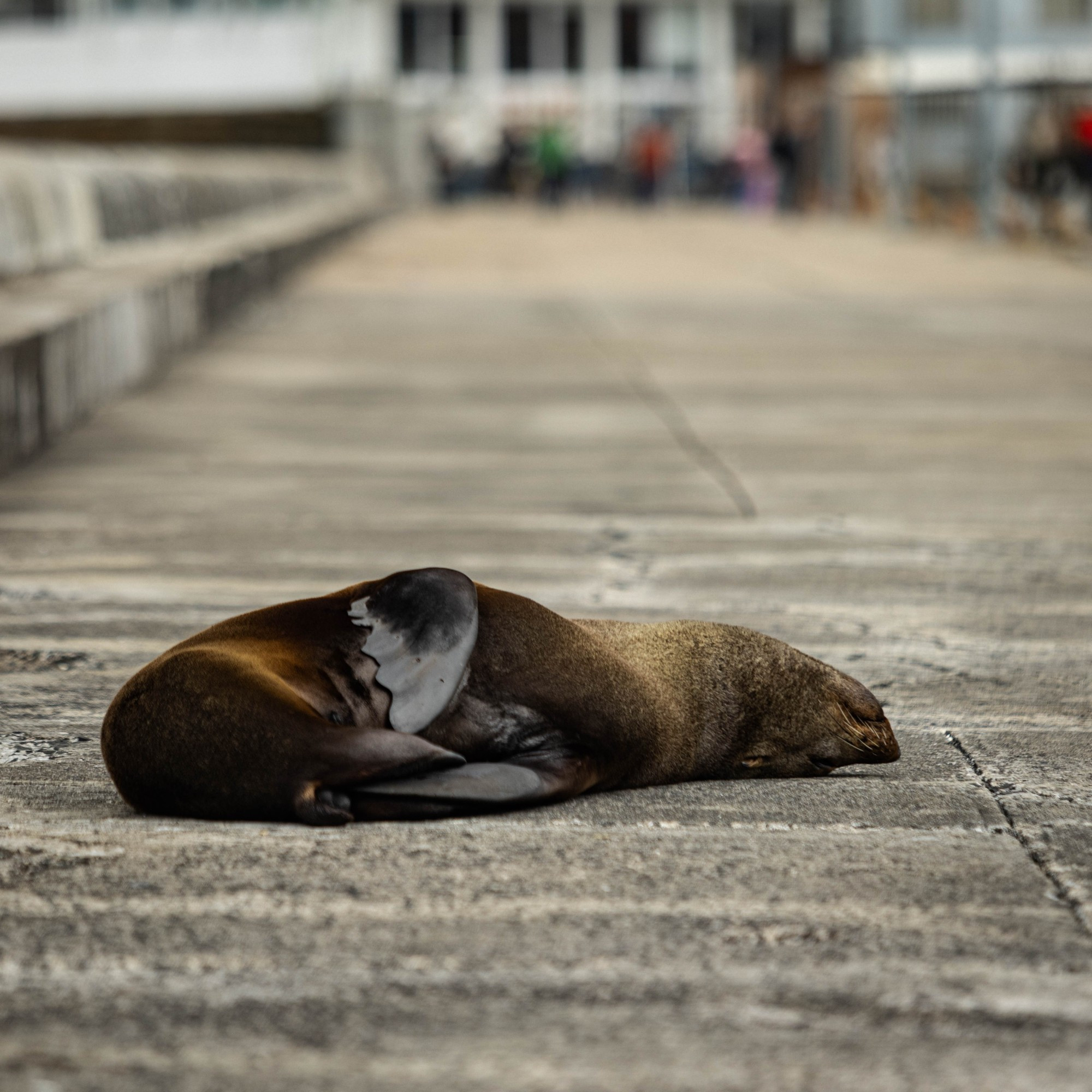 A seal sleeping on the sea wall at Kalk Bay