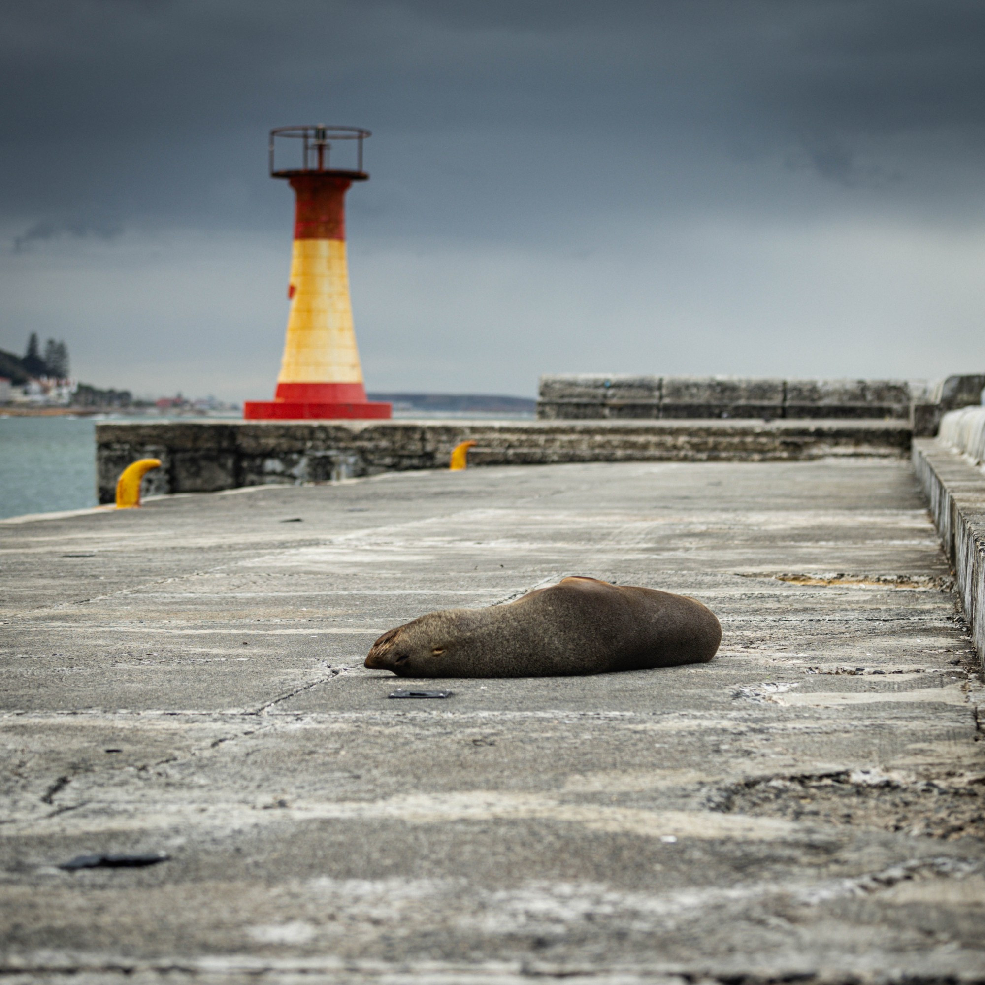 A seal sleeping on the sea wall at Kalk Bay