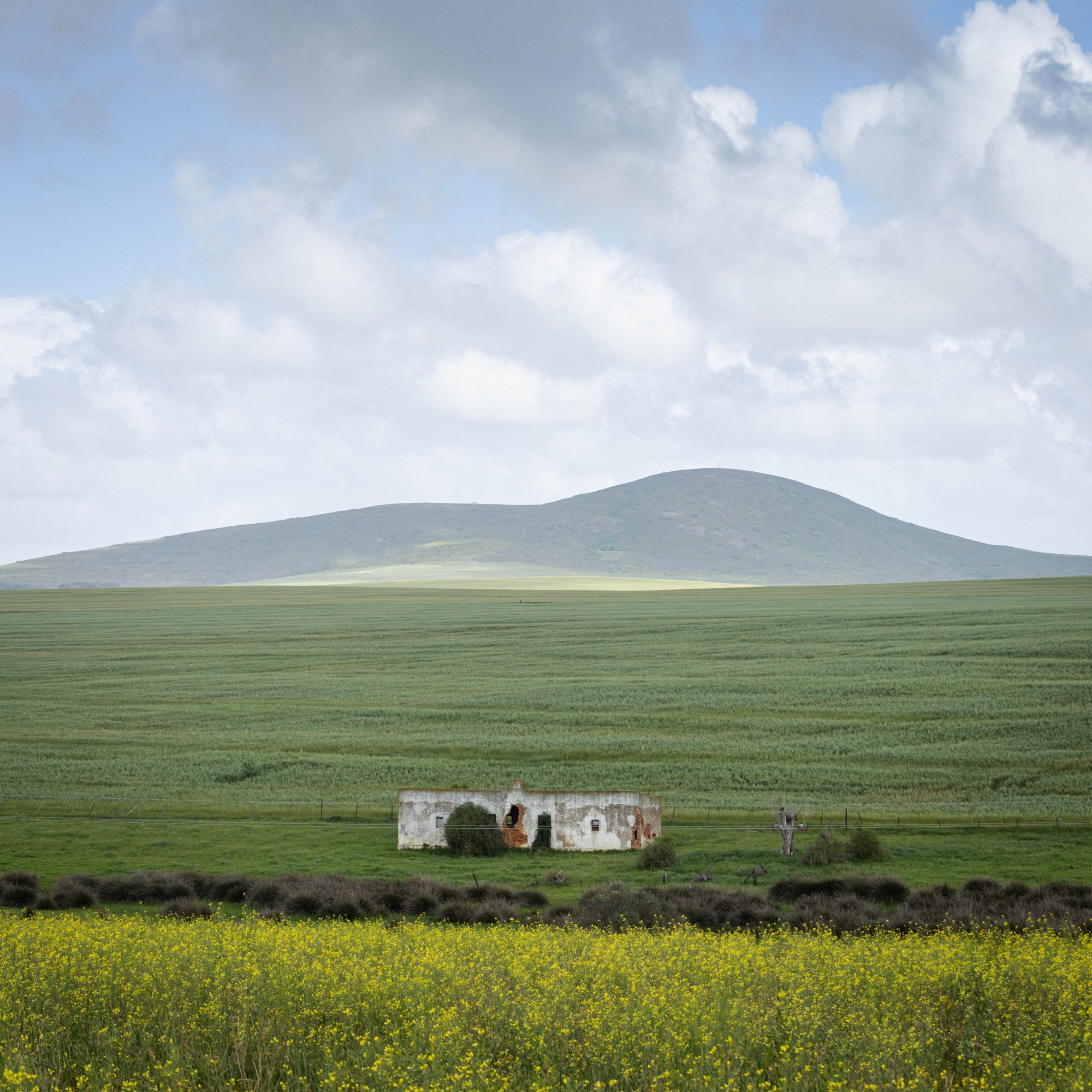 Abandoned building in a green field on Occultdale farm. Flowering canola in the foreground. Cloudy sky