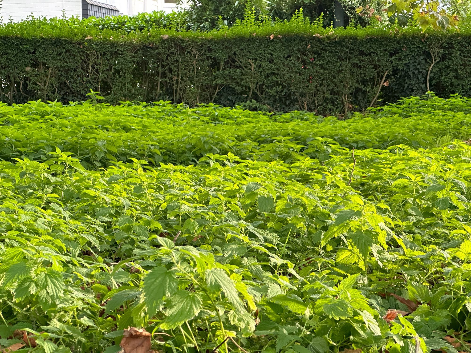 Eine Fläche mit Brennesseln, dahinter eine Hecke