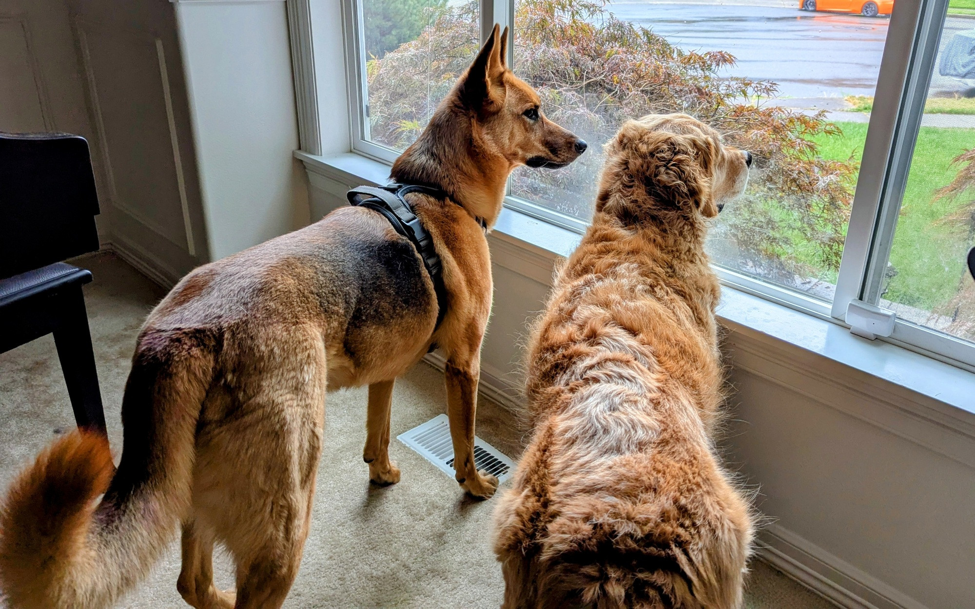 Penny the German Shepherd and Murphy the Golden Retriever survey the neighborhood, now soaked after a much-needed rain.