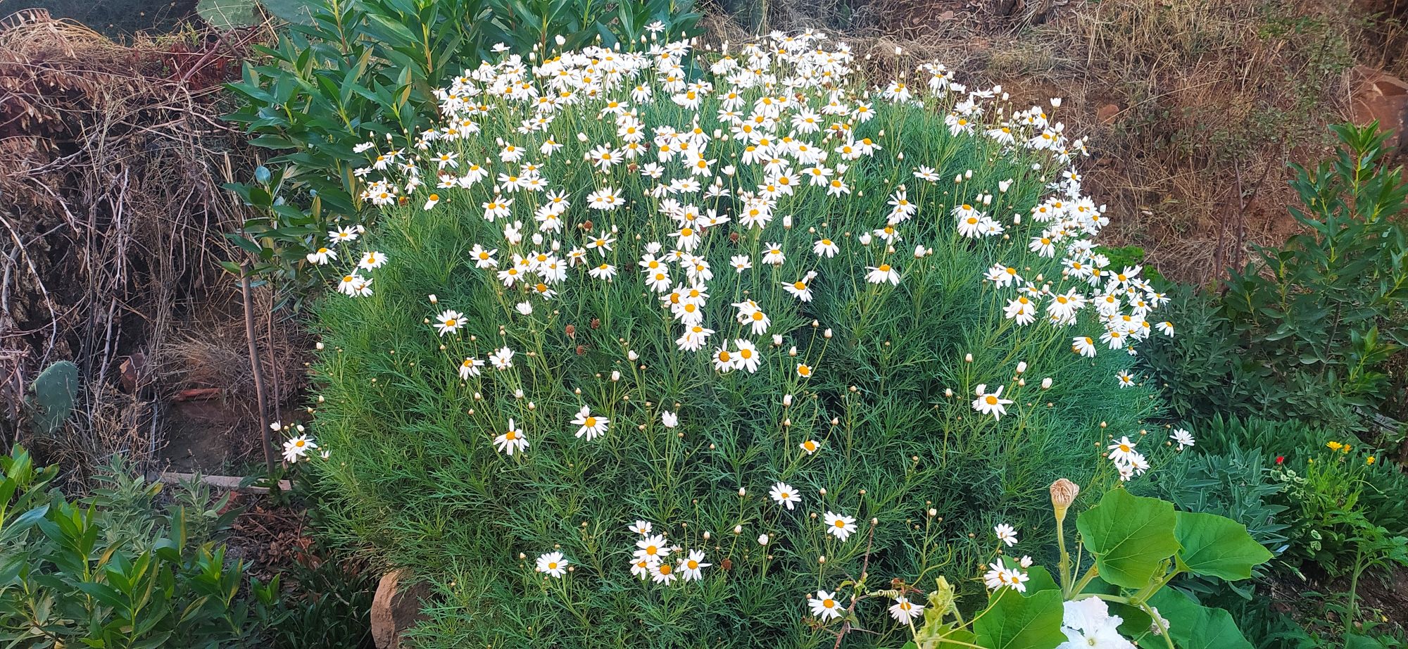 Anthémis plante avec ses fleurs blanches.