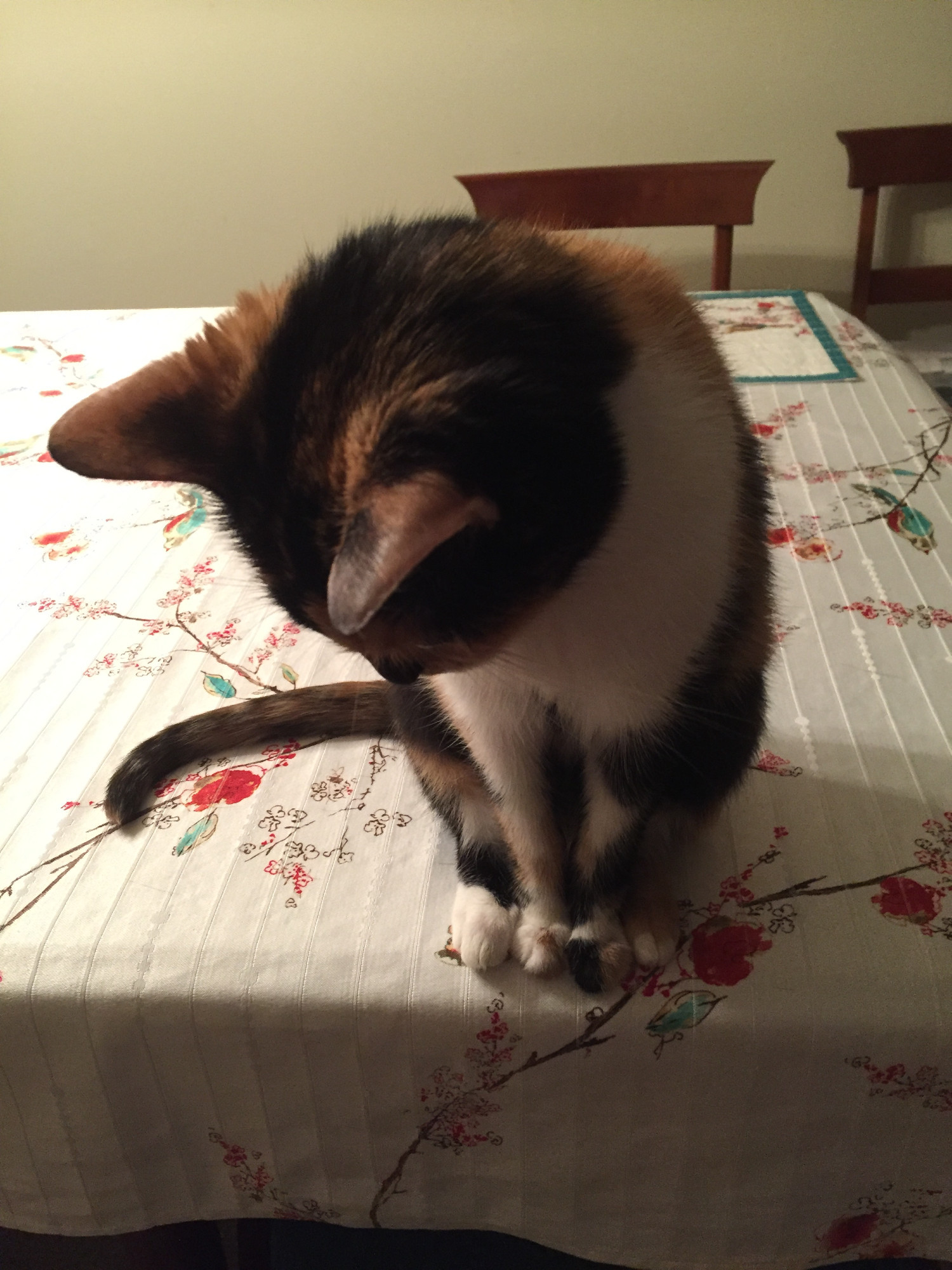 A small calico cat is standing on a flowery tablecloth looking down. All four of her paws are perfectly lined up.