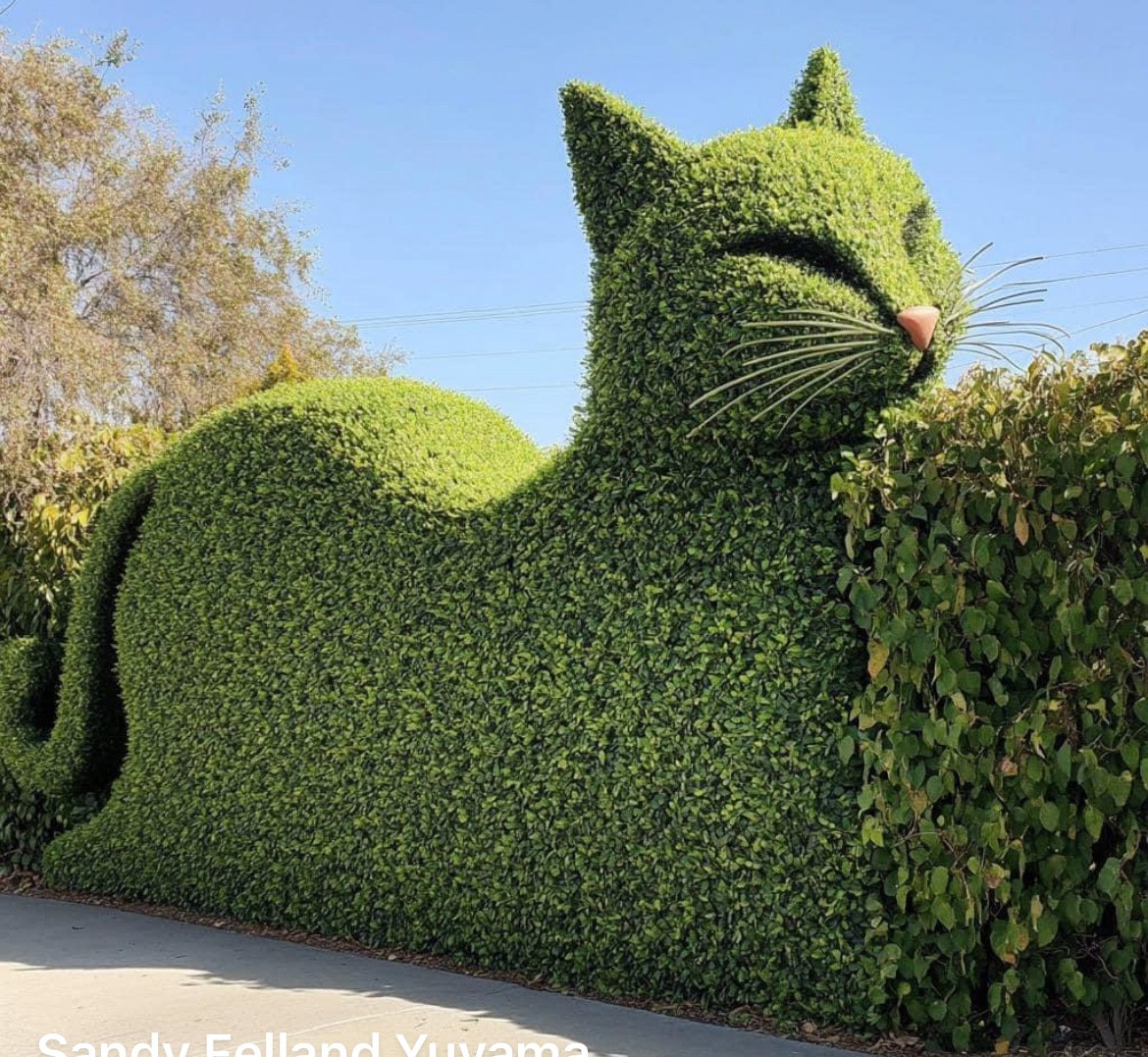 Hedges pruned & shaped into a resting cat with twig whiskers. 