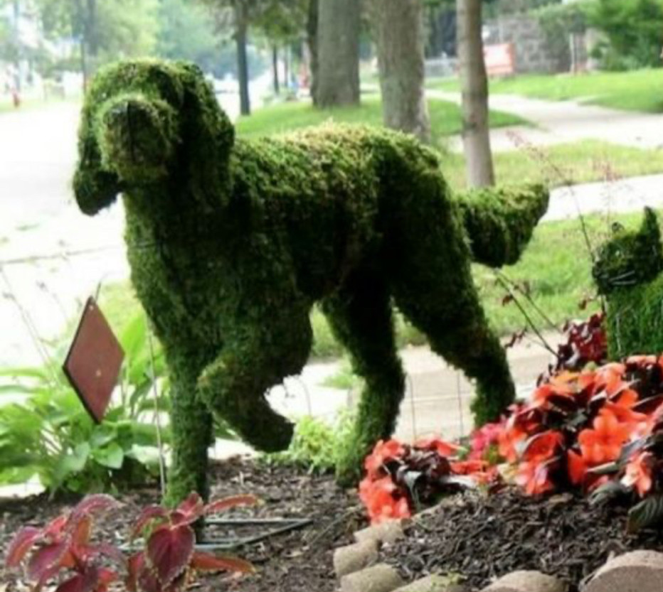 Topiary bush in a garden, shaped like a pointing retriever dog. 