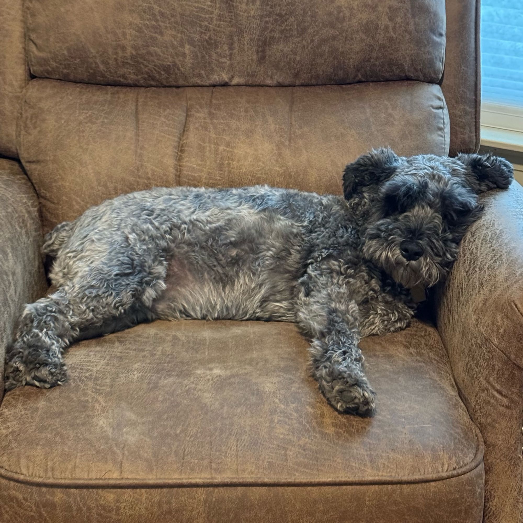 A black and gray miniature schnauzer lying on a brown arm chair.