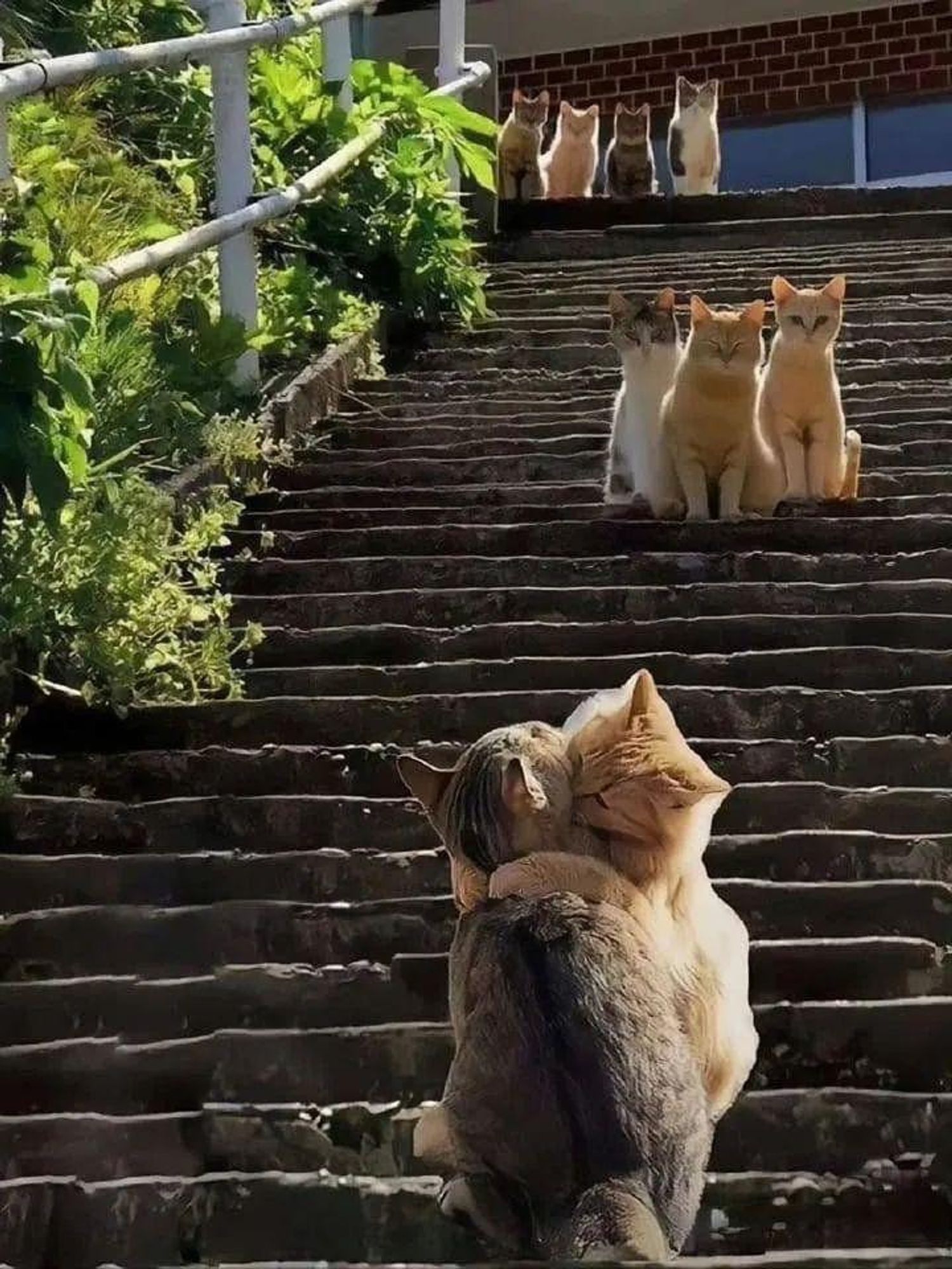 A group of cute cats