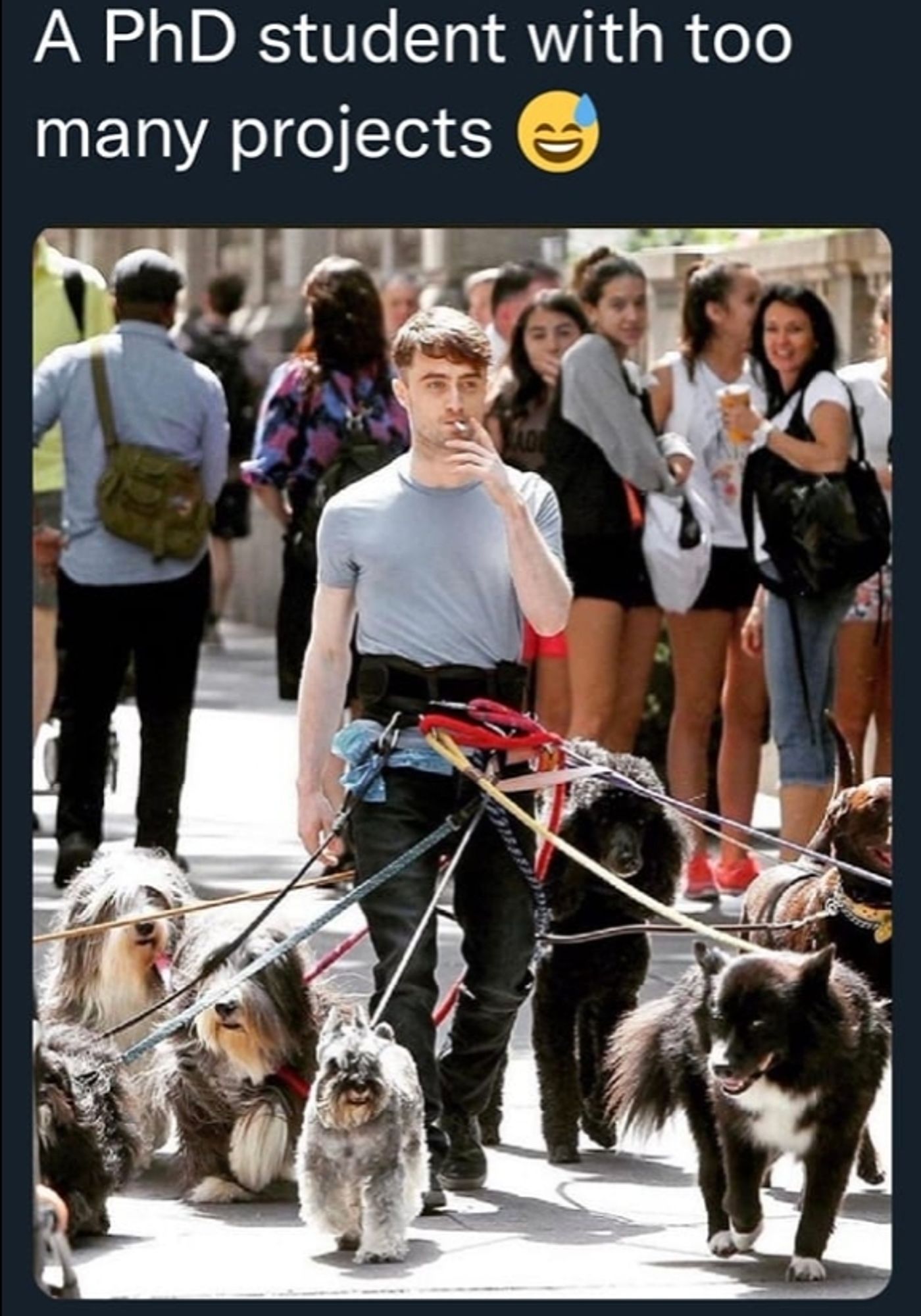 A man walking too Many dogs. So funny