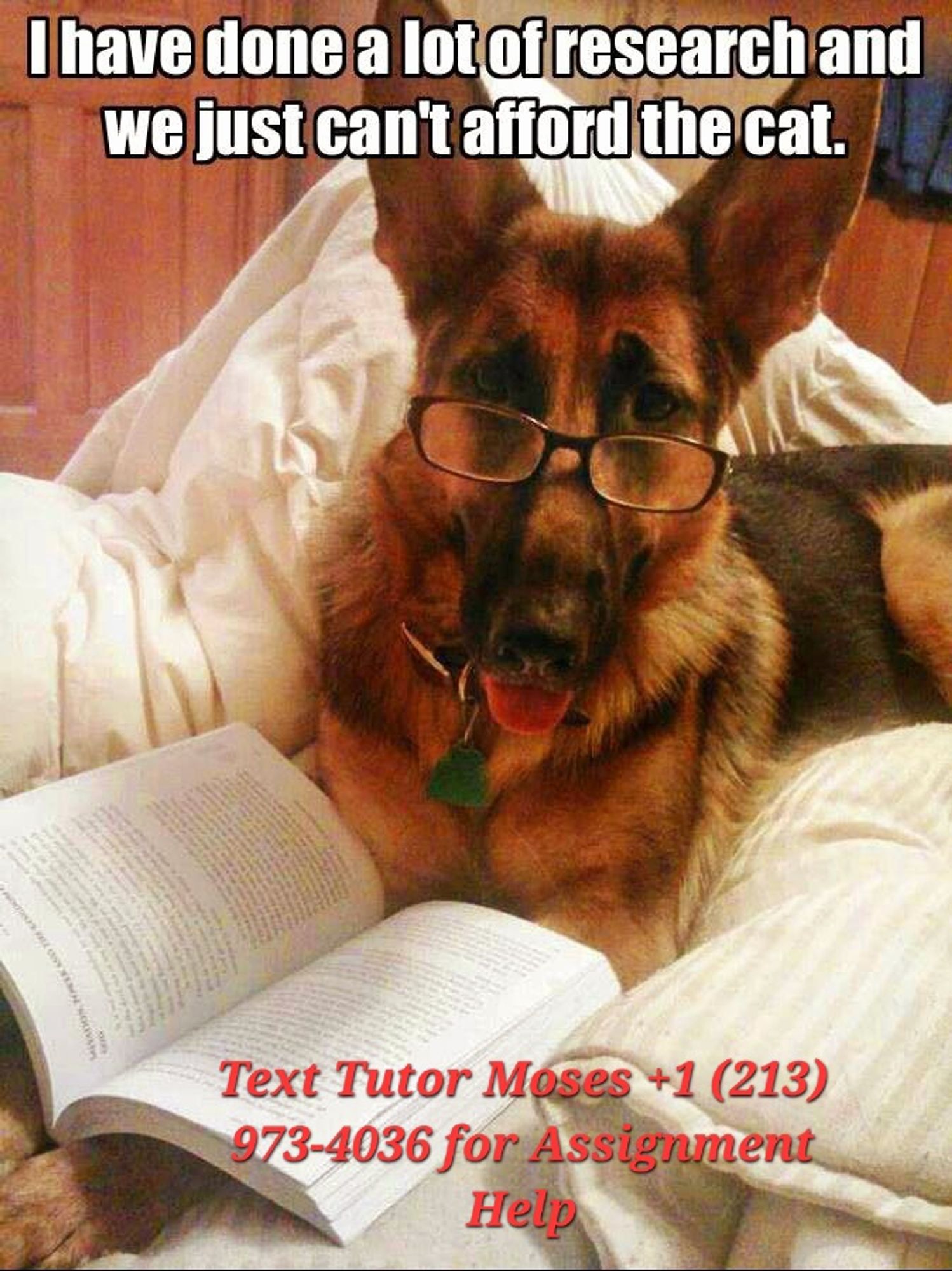 A funny dog wearing glasses reading a book