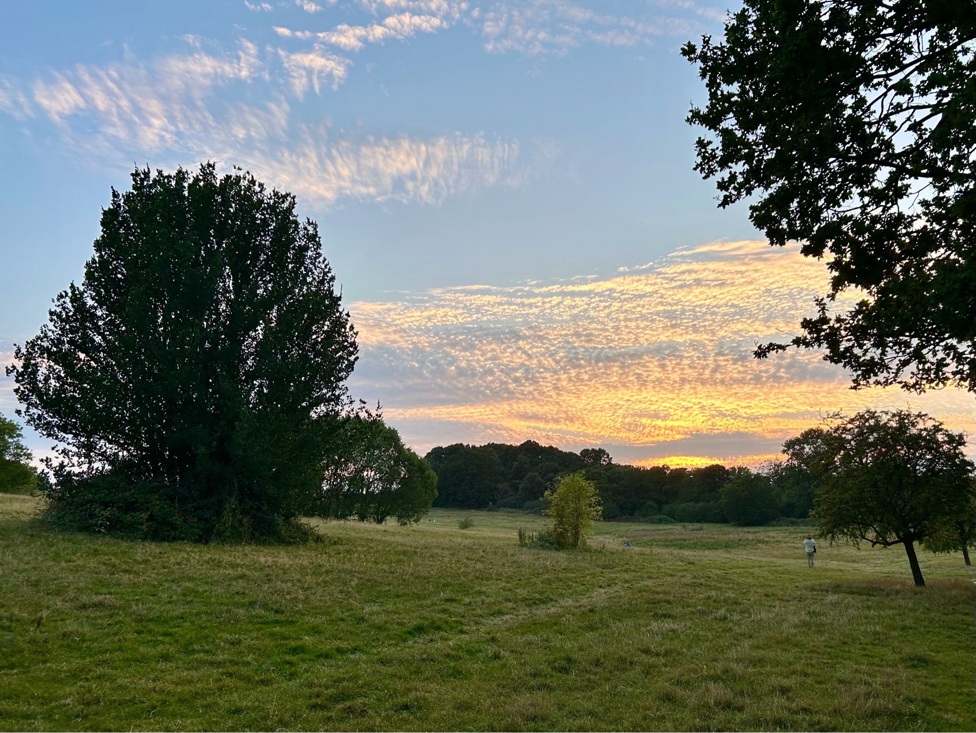 A cloudy sky in evening, sun has just dipped below the horizon giving the clouds an orange glow. In the foreground, a grassy field with trees