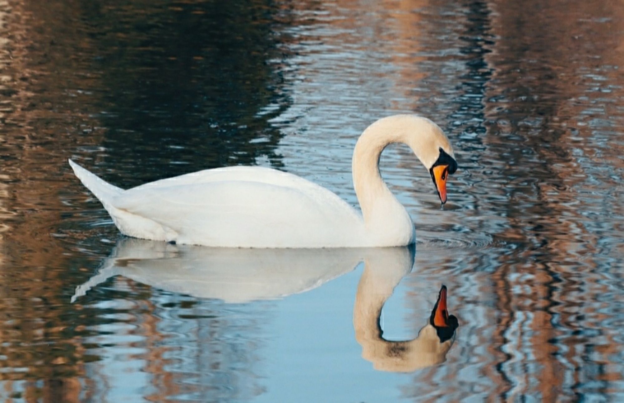 Schwan am Wasser mit anmutig gebogenem Hals plus Spiegelung