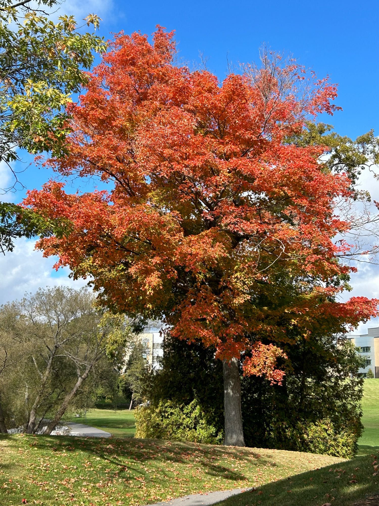 A magnificent maple tree crowned in glorious leaves in shades of orange-red and a bit of yellow and green.