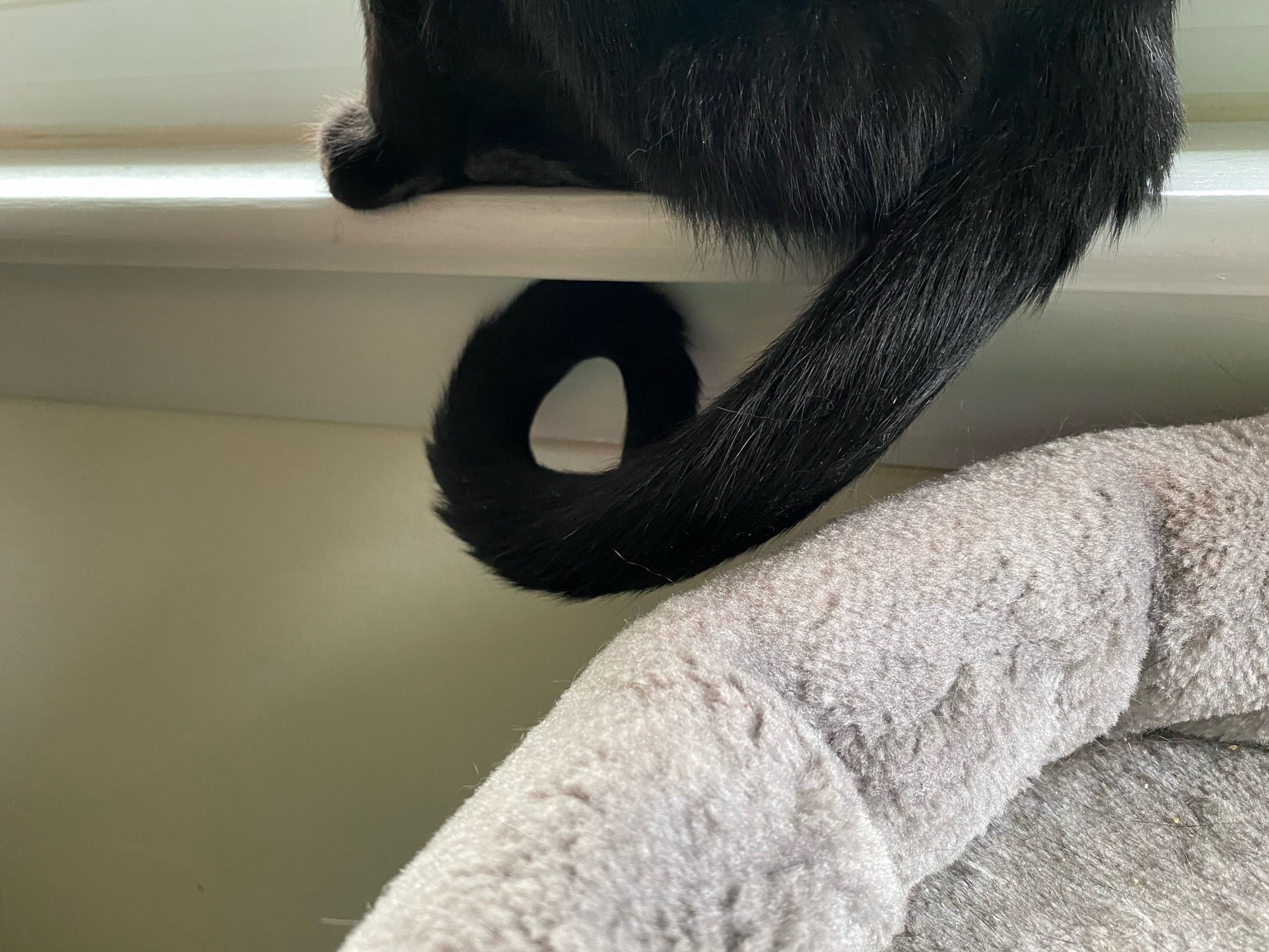 the bottom half of a black cat sitting on a white window ledge. her tail curls over the side to below the ledge. at the end it curls back on itself giving the appearance of a lowercase d