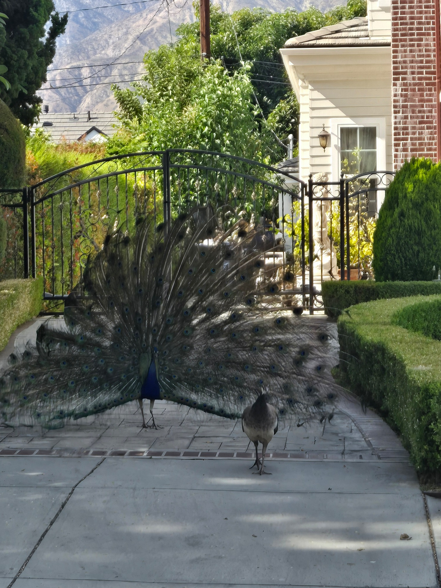 Male peacock fully fanned out before a peahen.