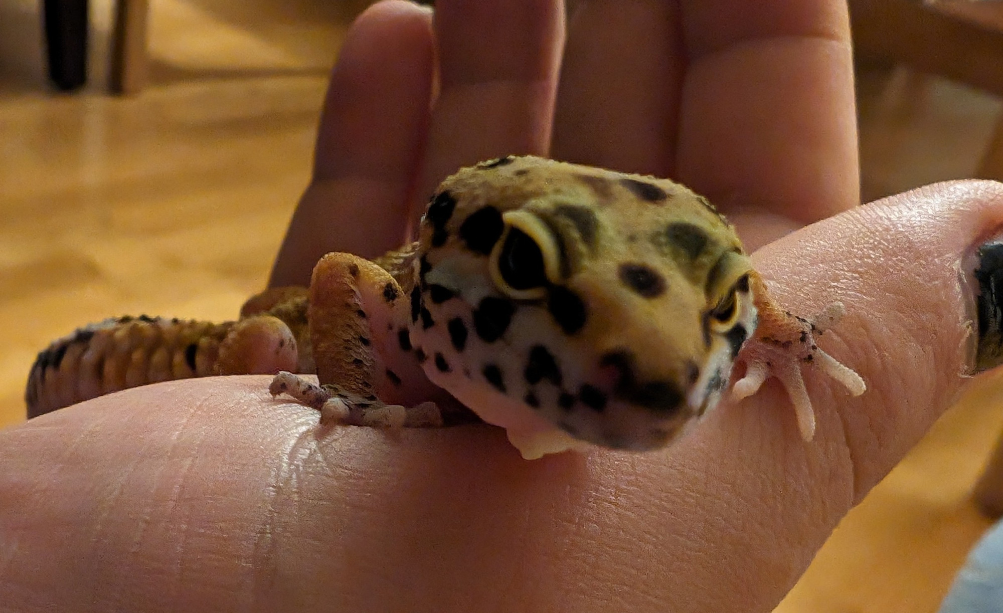 Picture of my leopard gecko laying in my hand