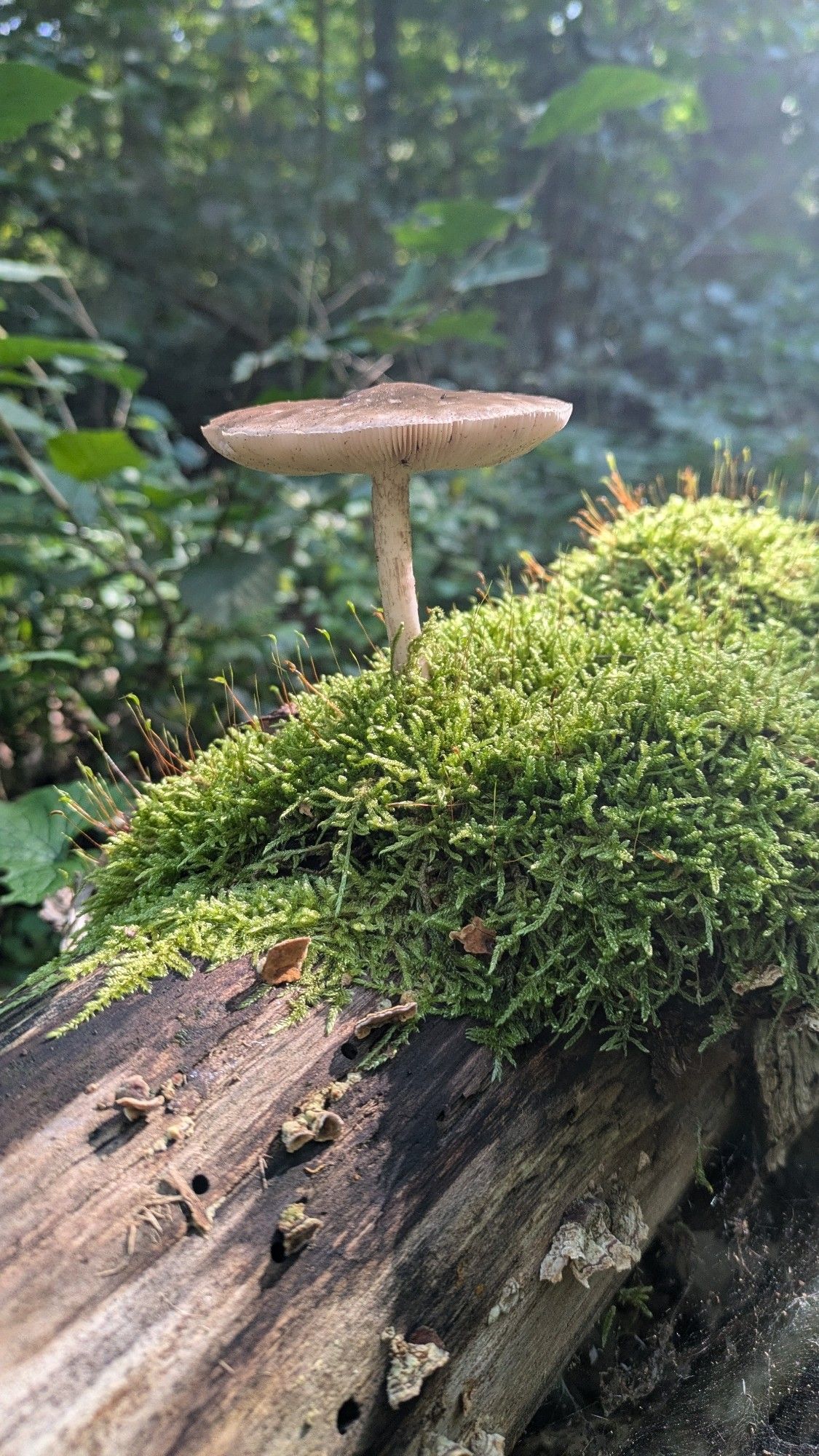 Nice mushroom with a slender stem and a nice hood within green fern on a dead log.