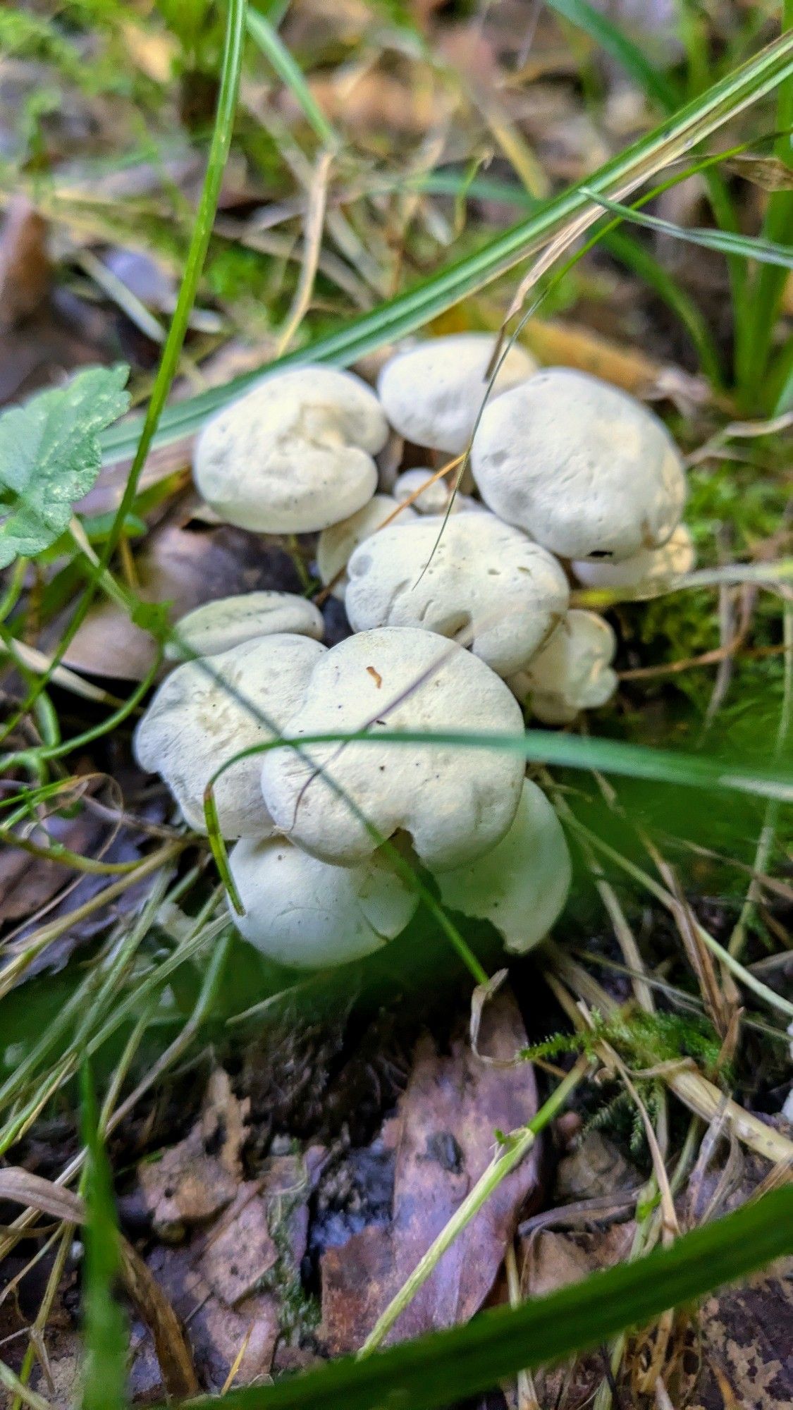 White mushrooms in grass