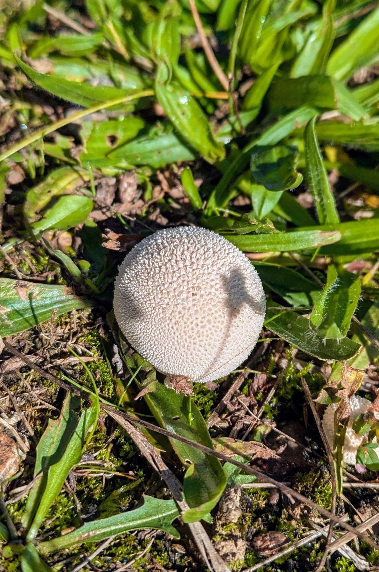 A white, spherical mushroom in grass