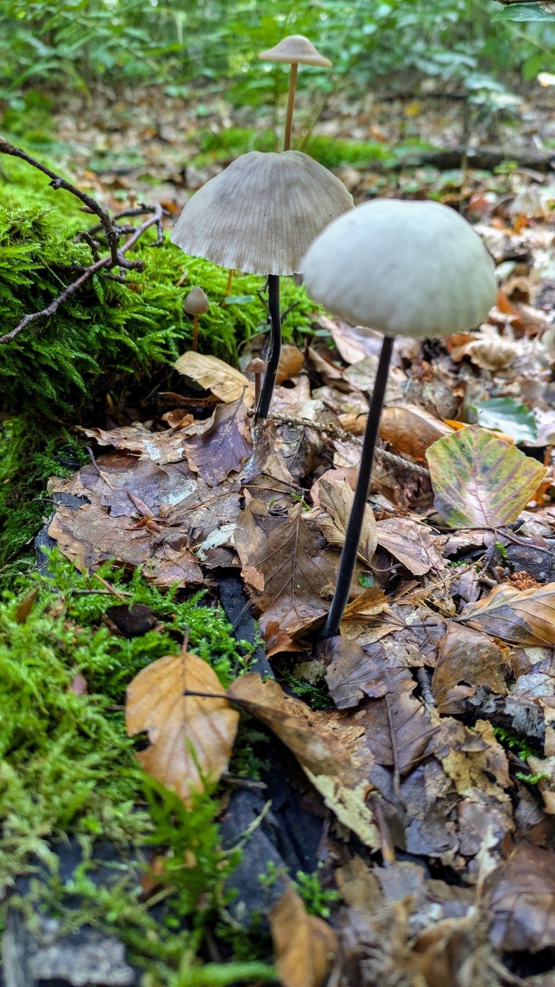 Mushrooms with long and thin dark stems and white and gray hats on brown leaves surrounded by green moss