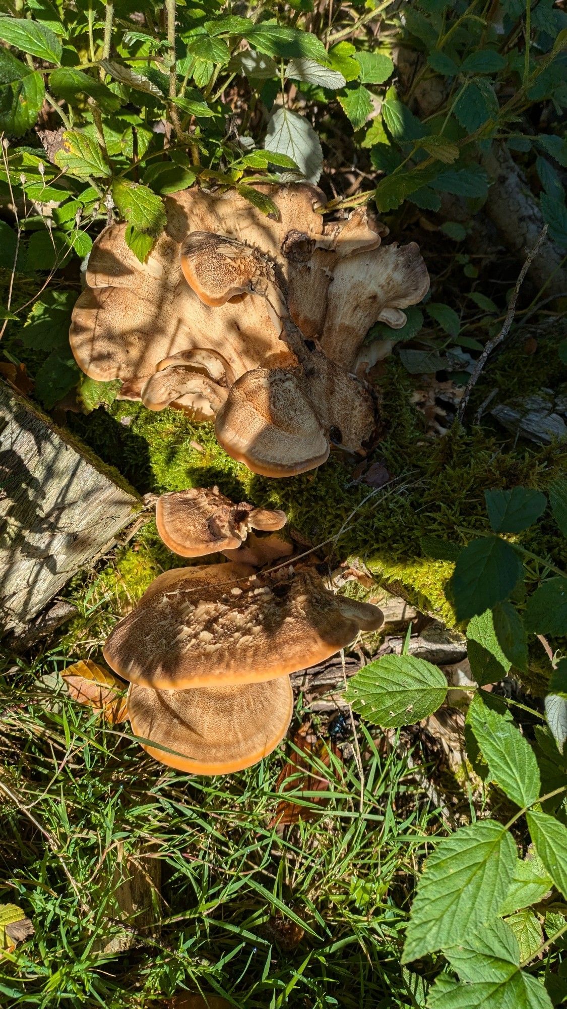 Brown mushrooms in green grass